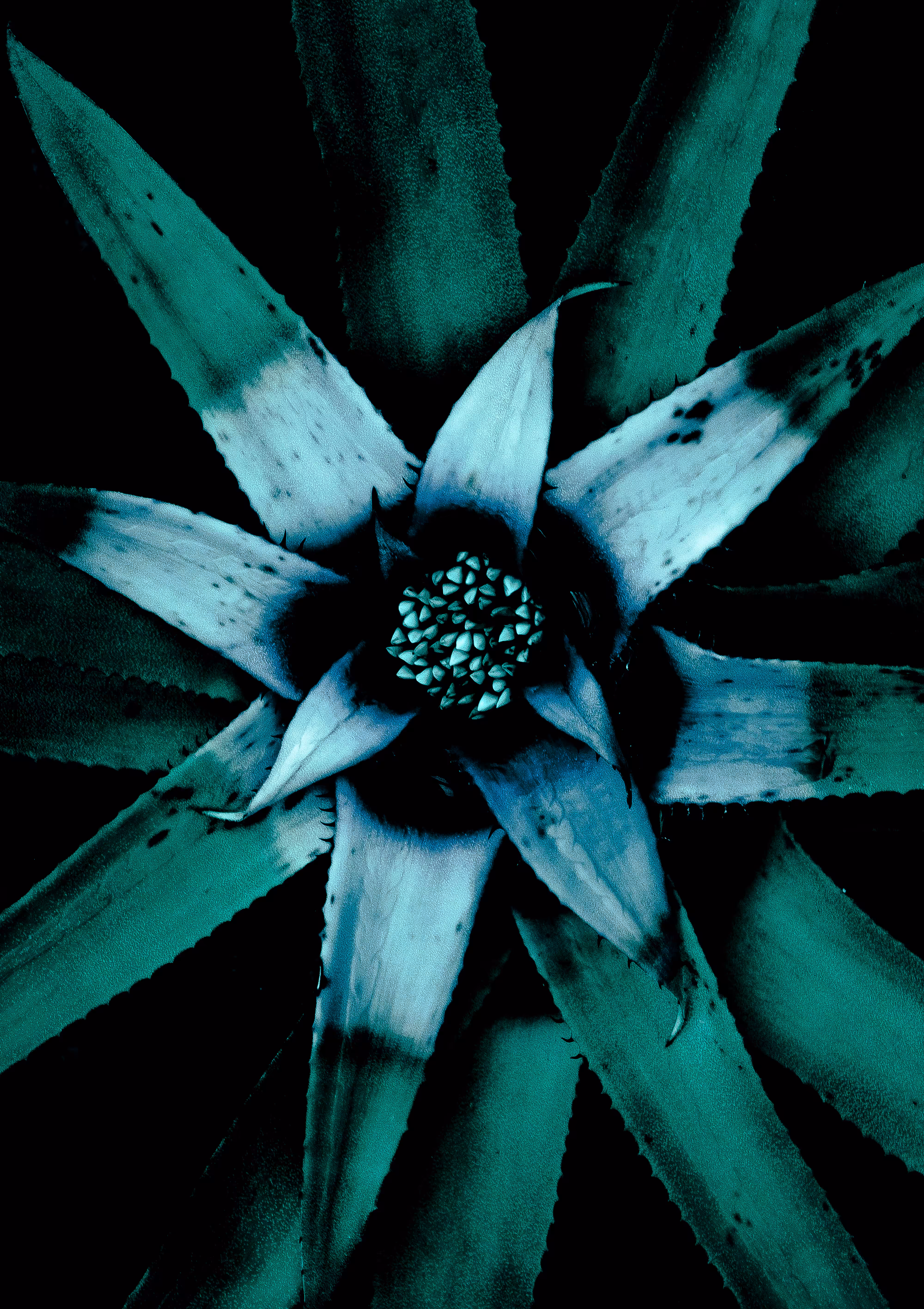 Cassiopeia