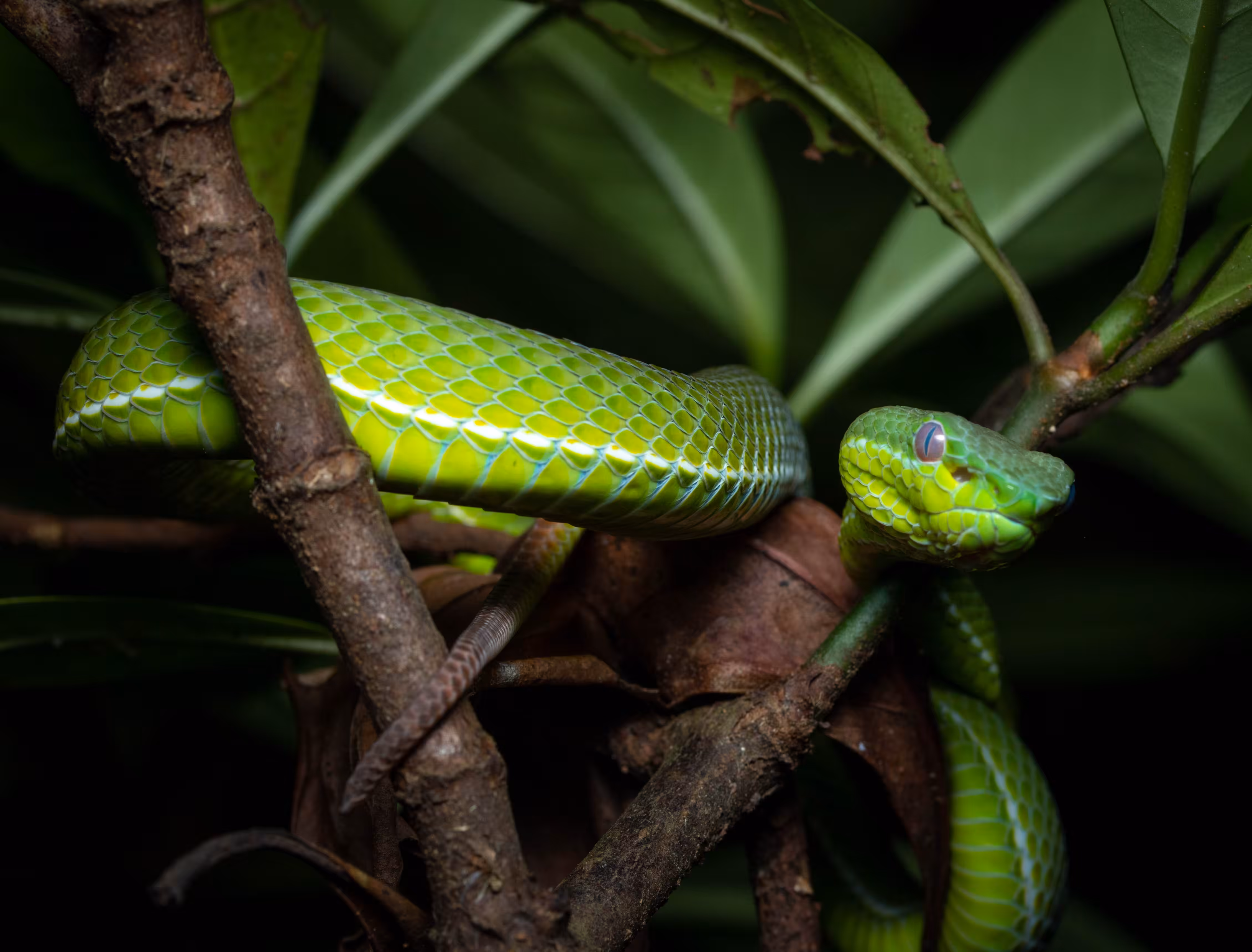 Bamboo Pit Viper in Shed