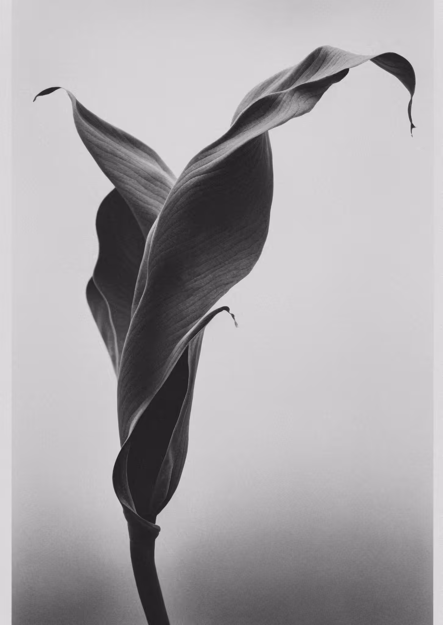 Leaf, Platinum Palladium Print, 1952