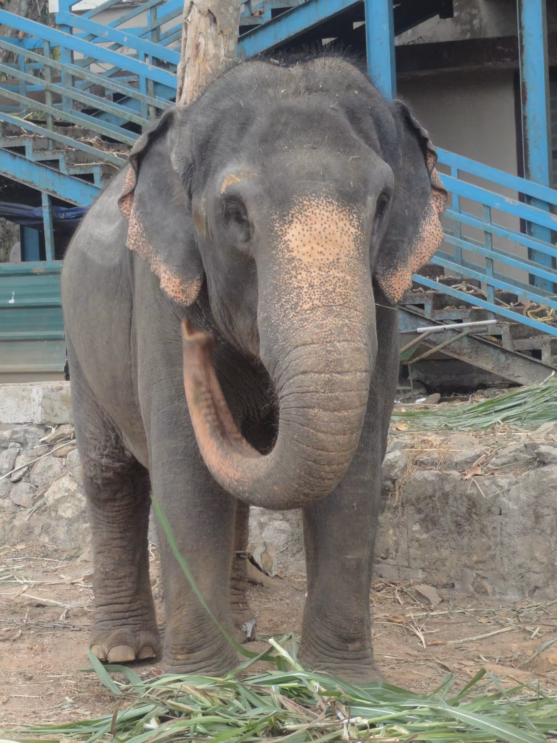 A Majestic Indian Elephant 