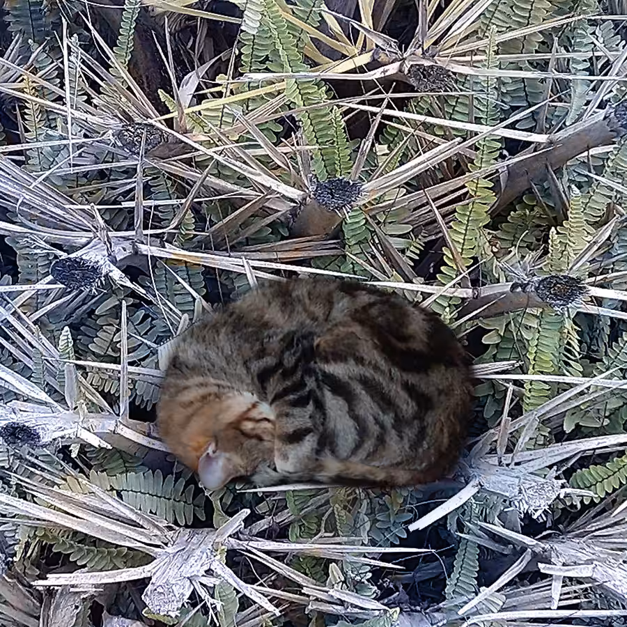 Leo Takes a Dangerous Nap 3