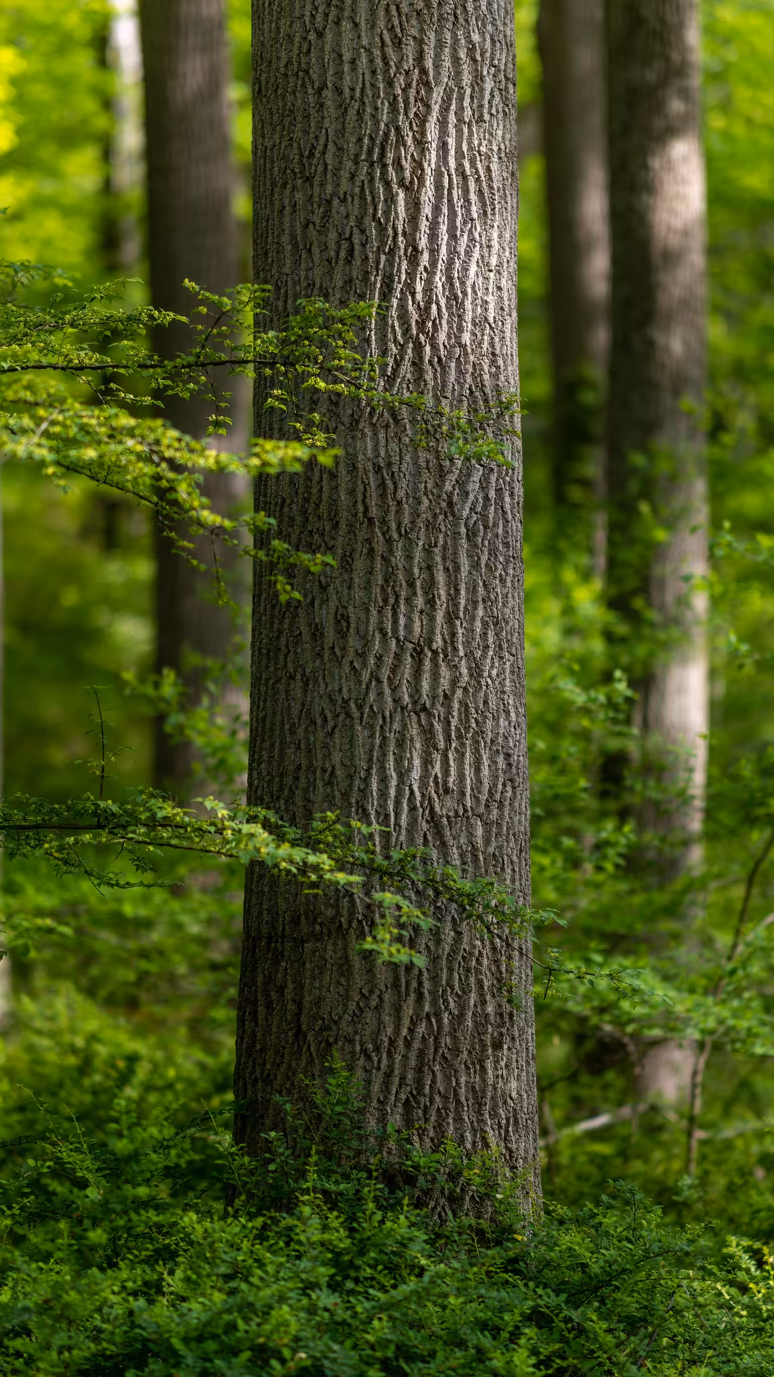 Tulip Trees