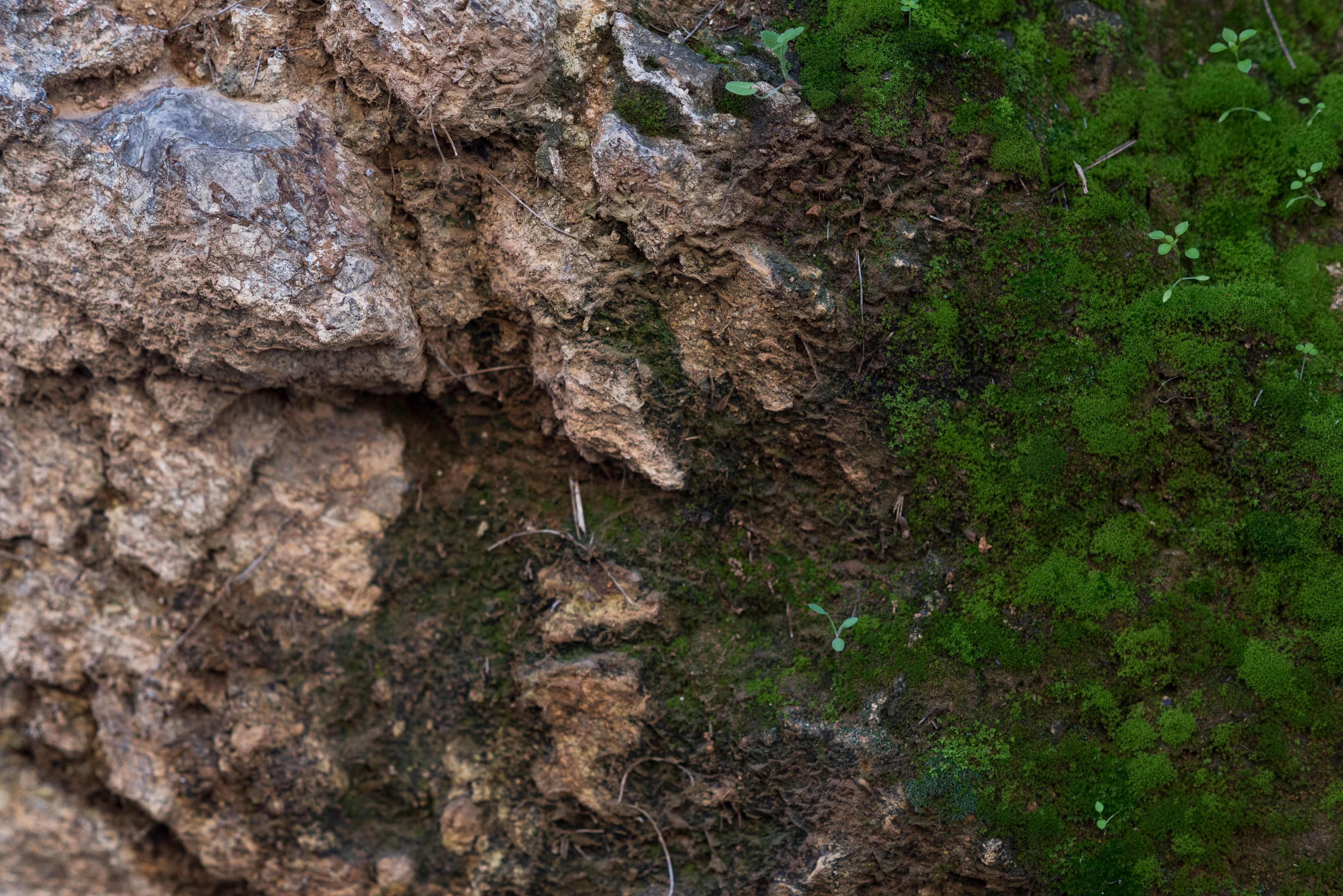 Moss