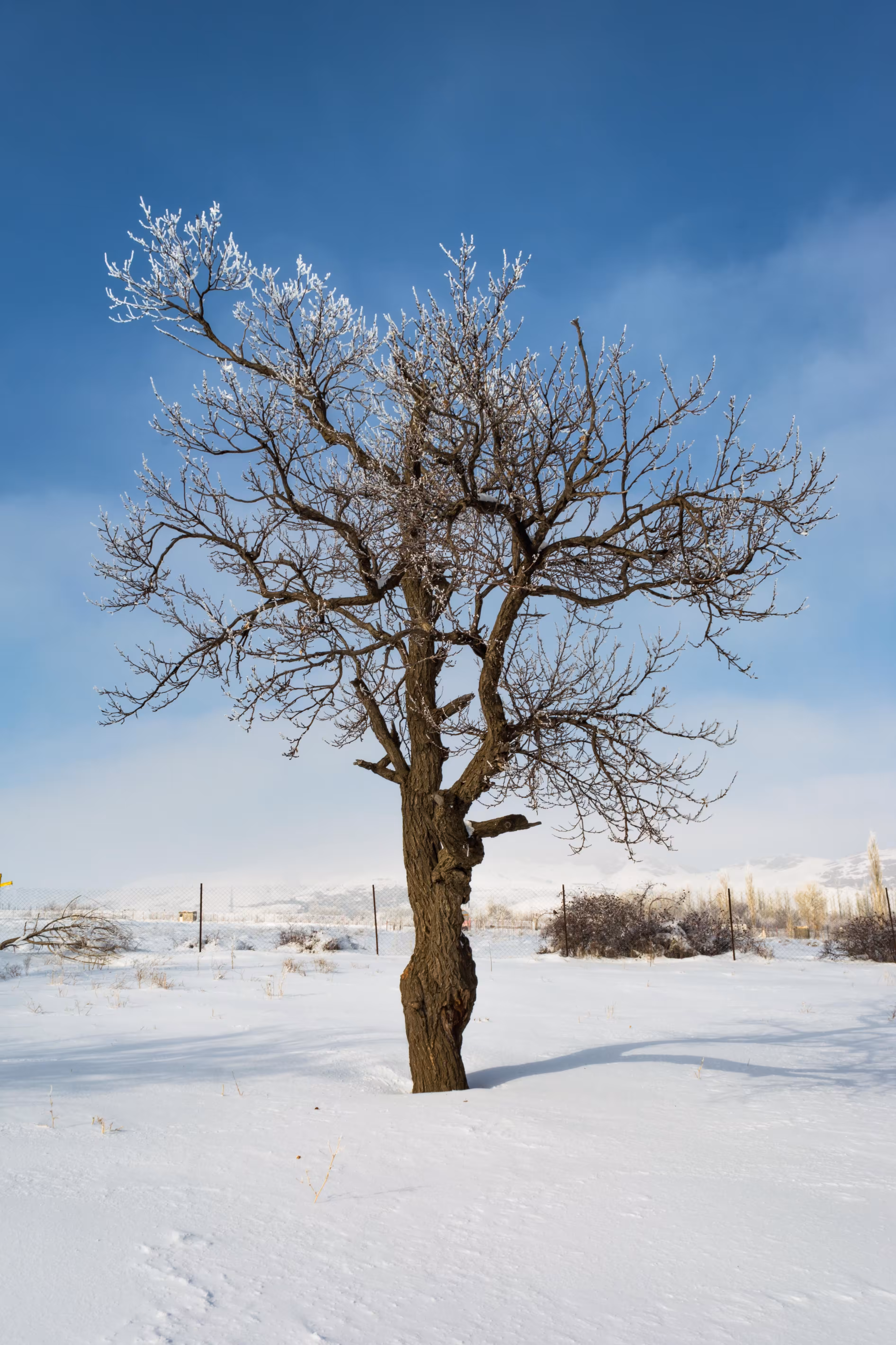 Beauty winter 1