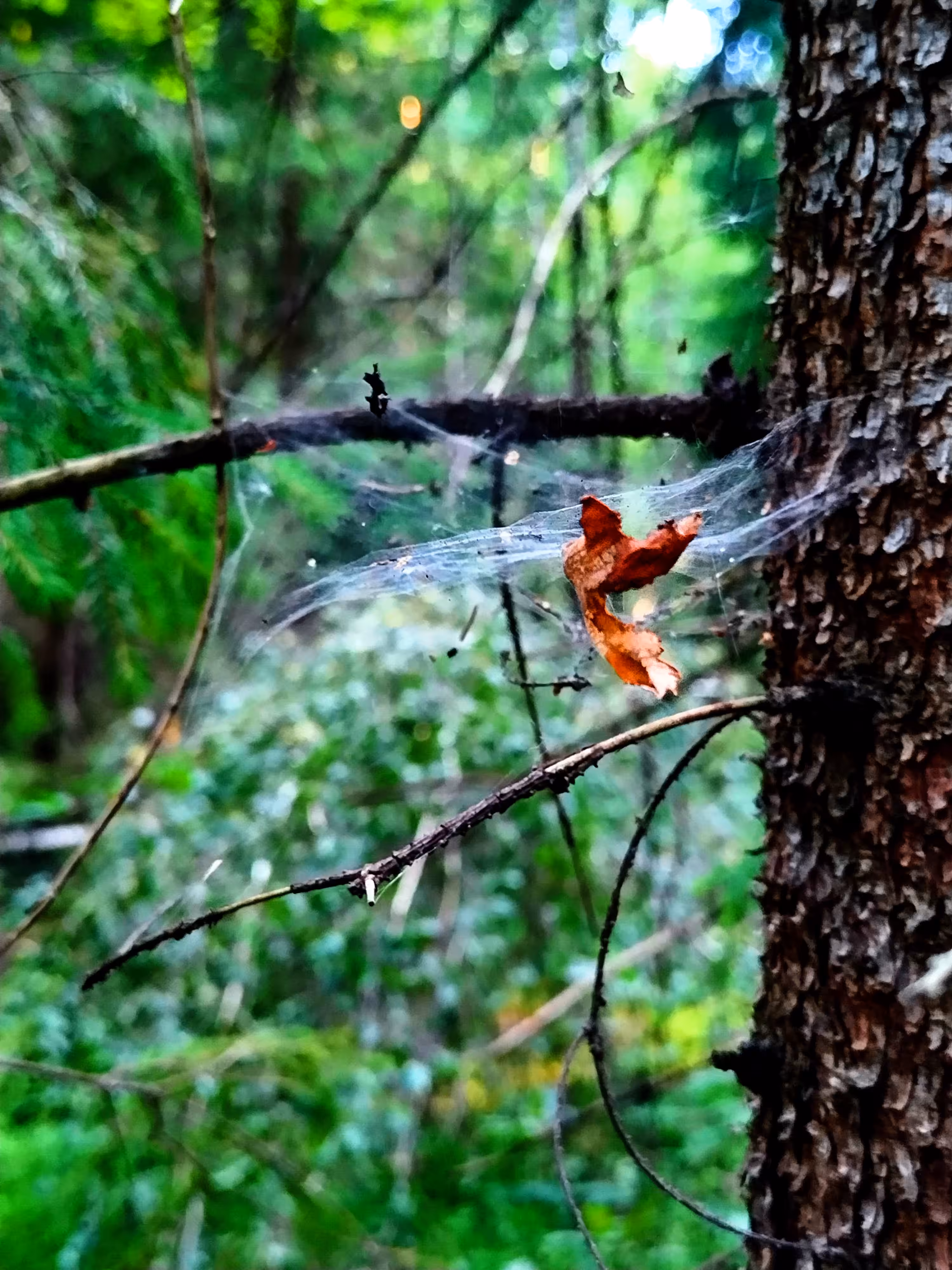 Web and leaves.