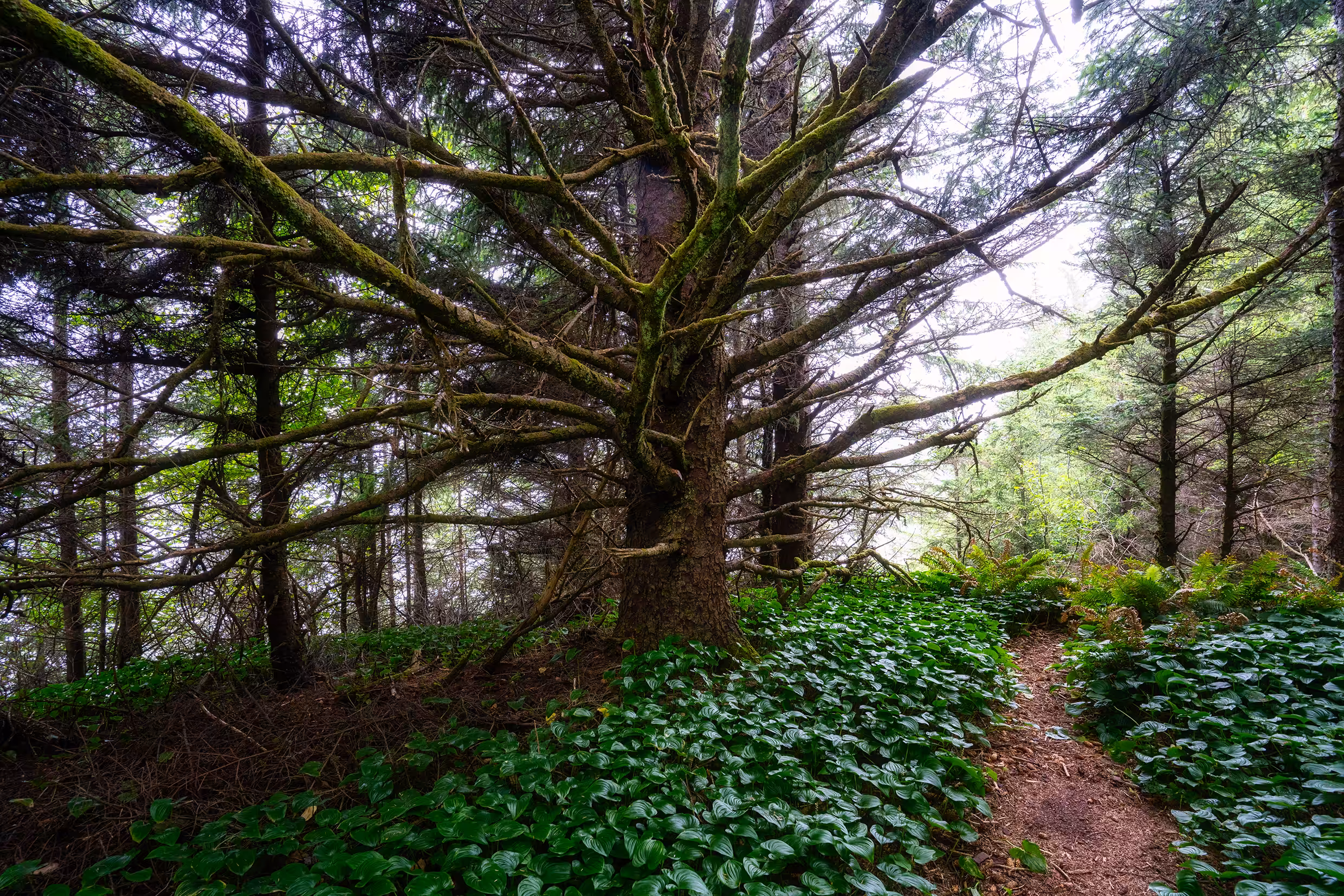 Mysterious Tree