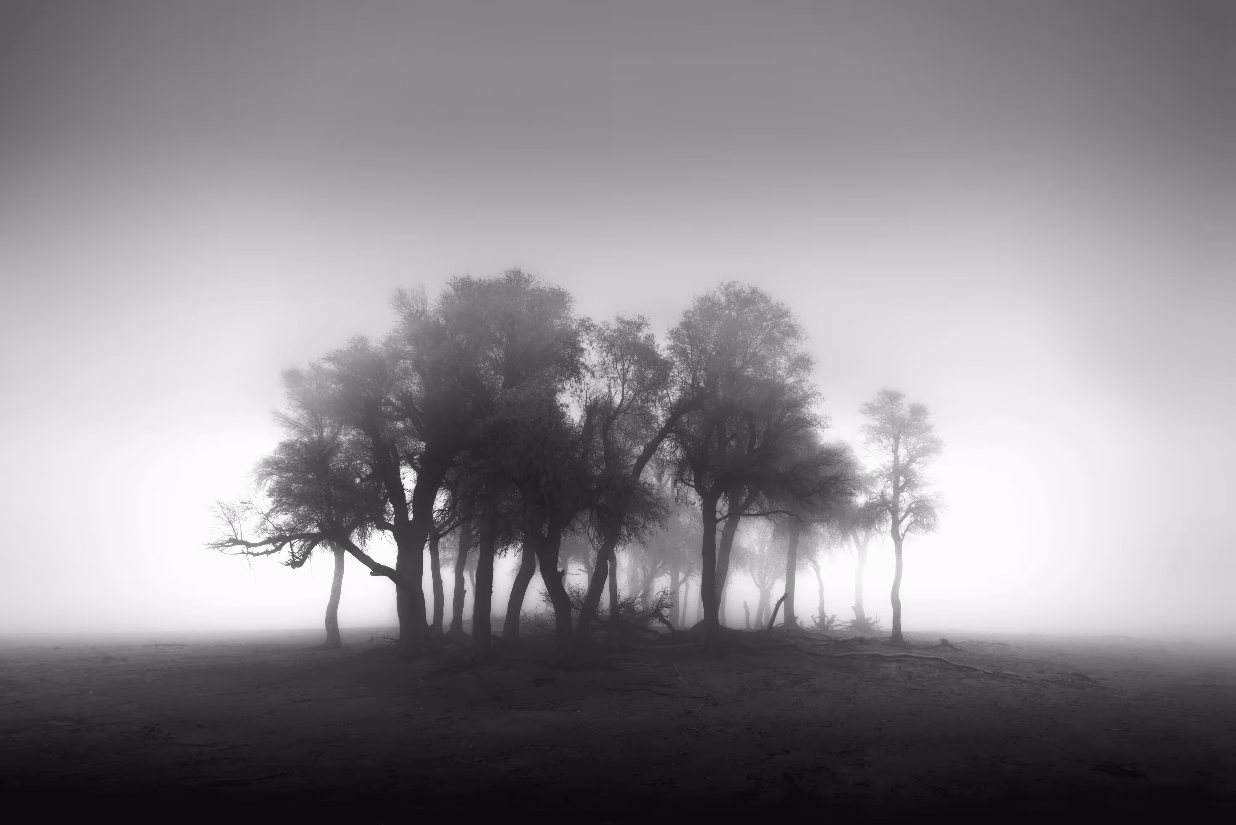 In To The Light 20/24