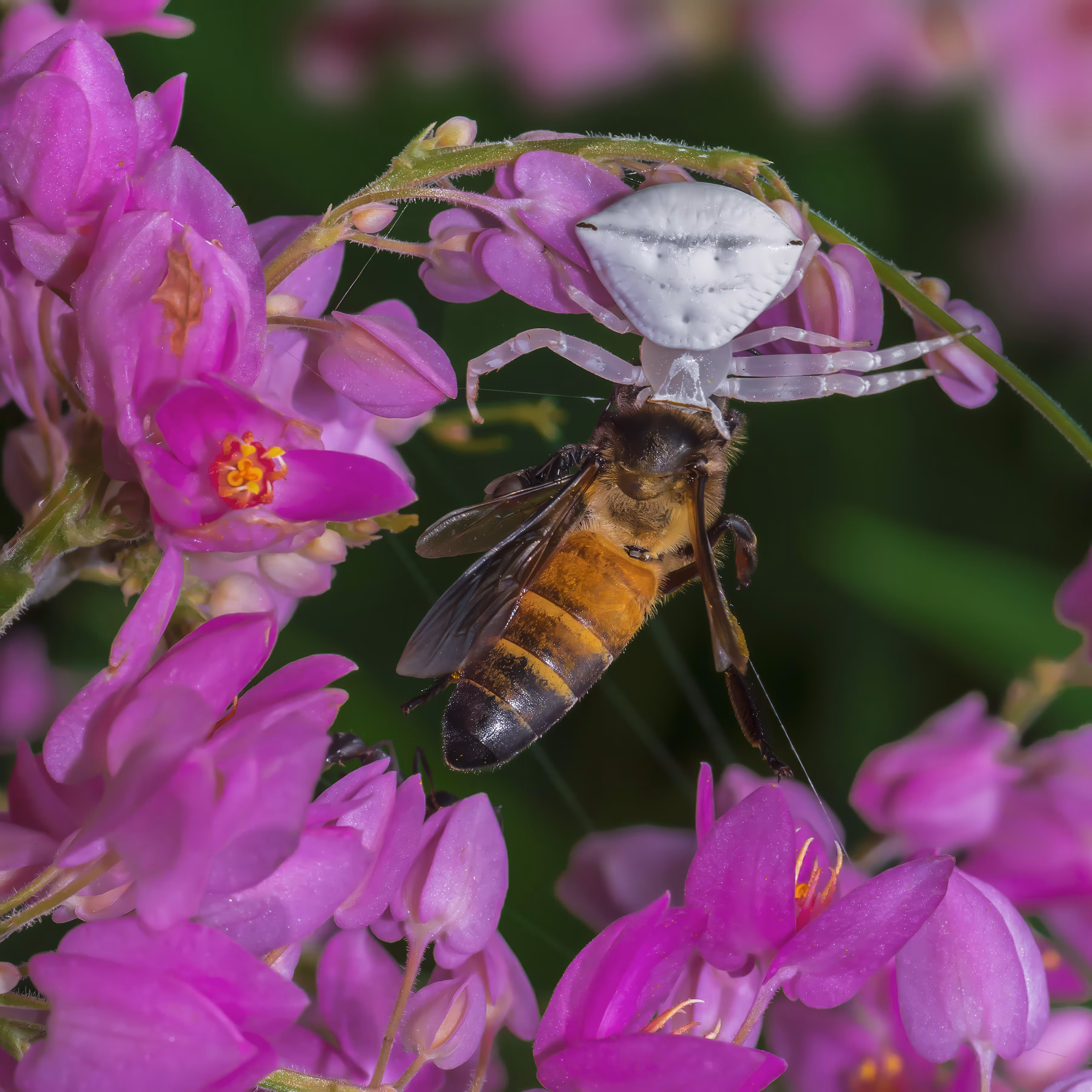 Death on Flowers