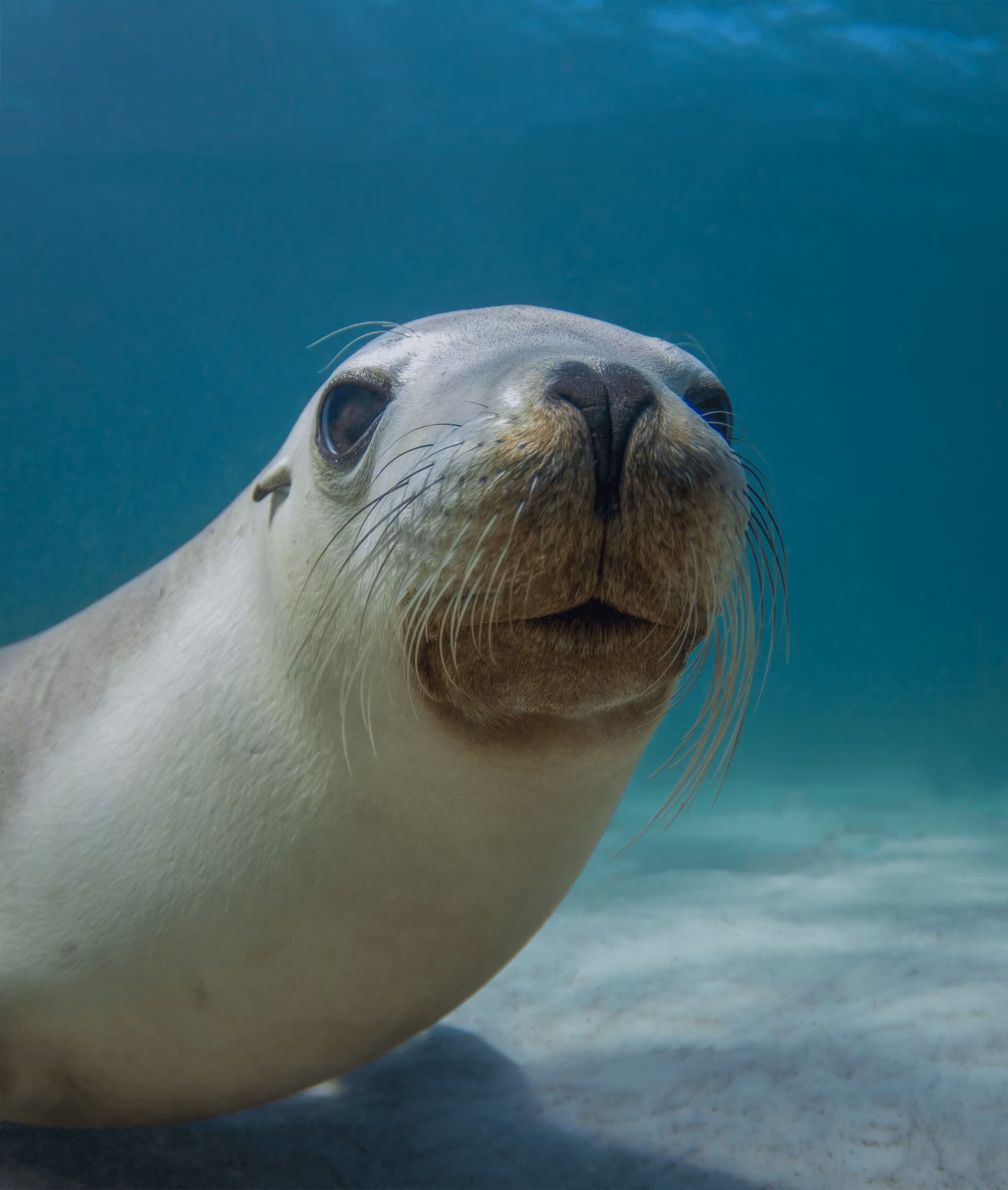 Silly Sealion # 8