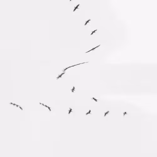 Flock #35