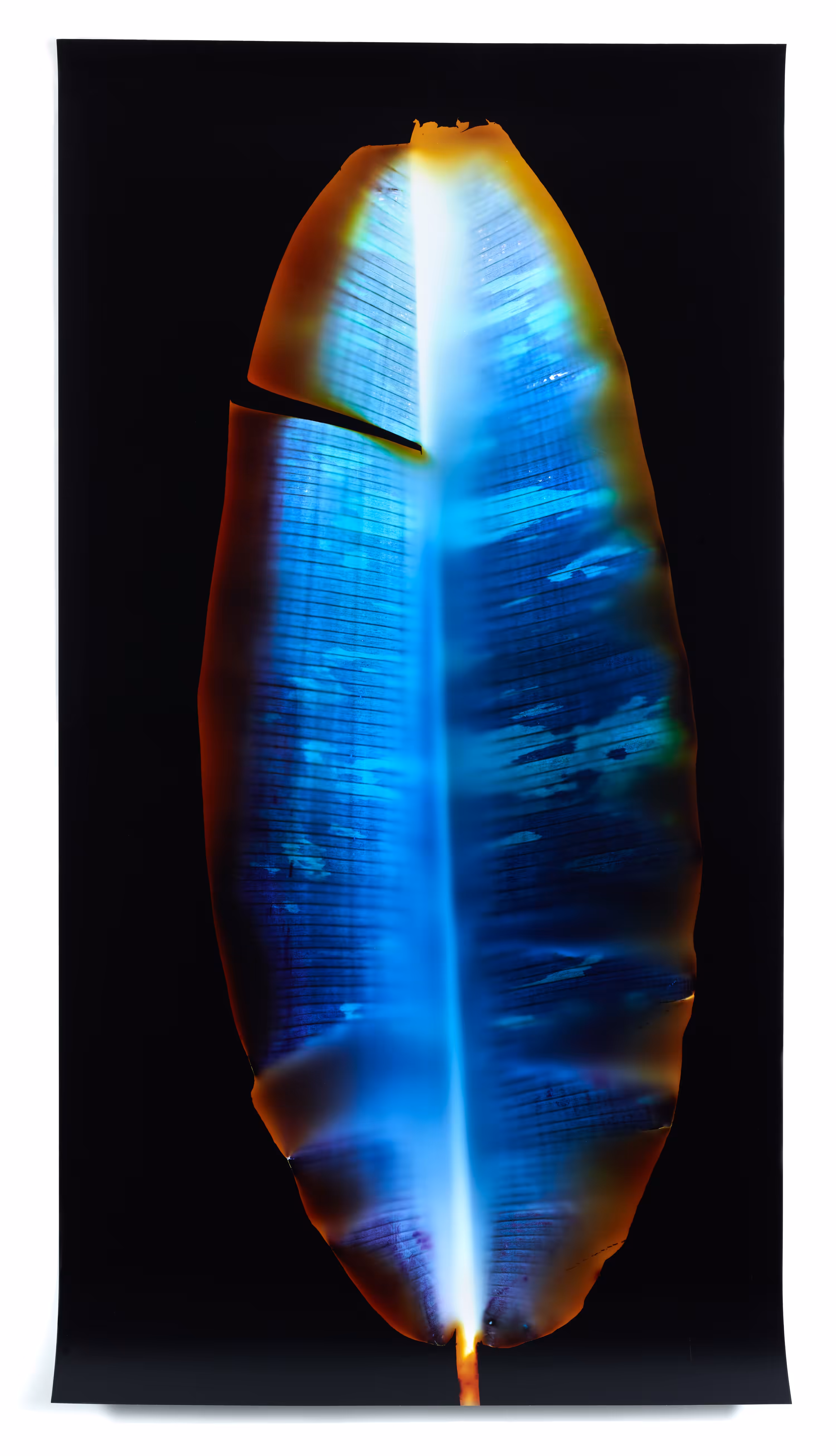 Portrait (Blue Earth)