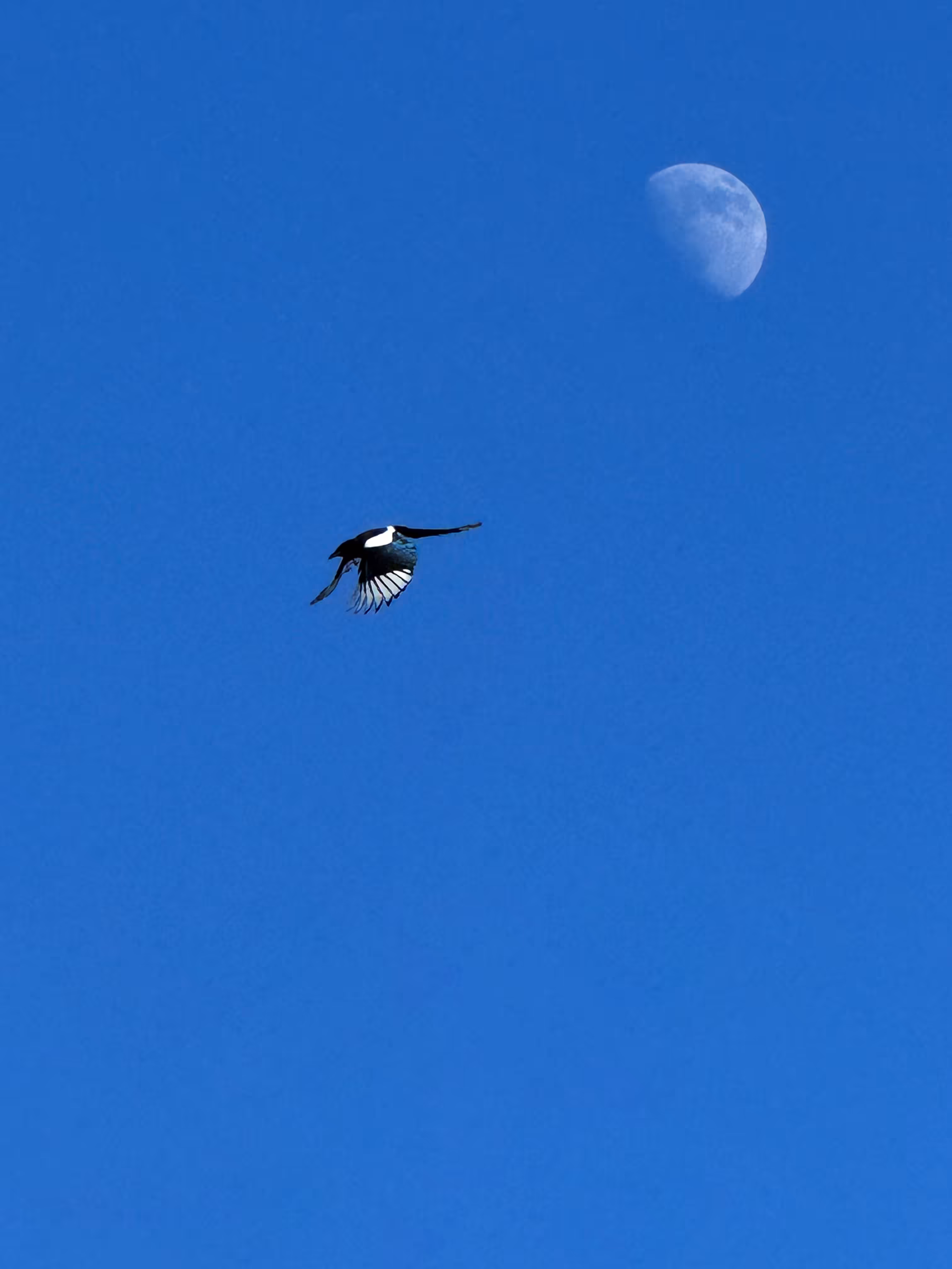 Flight Toward Tomorrow