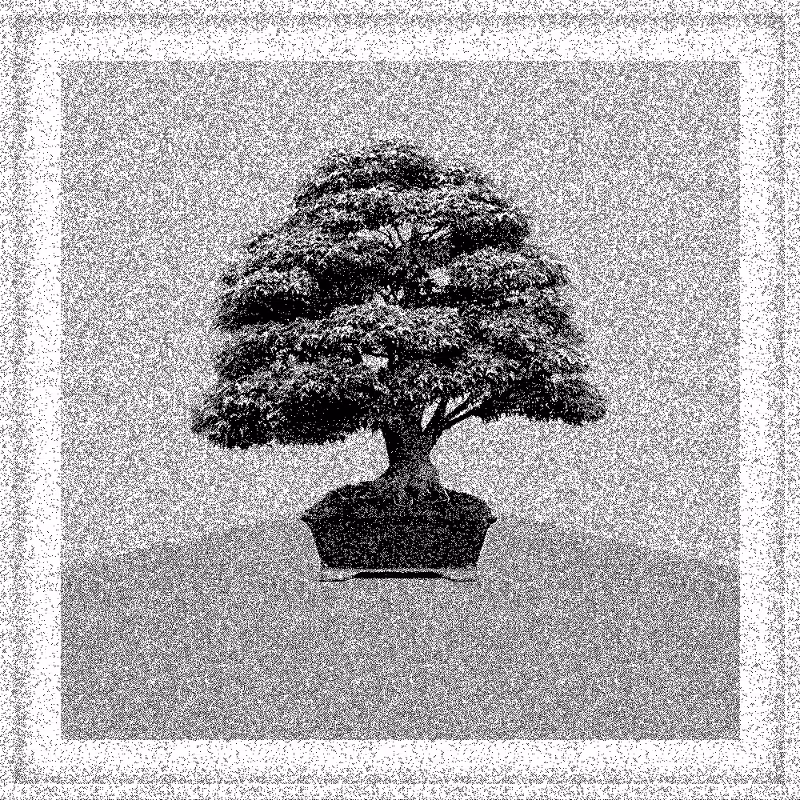 Bonsai Bonanza #622