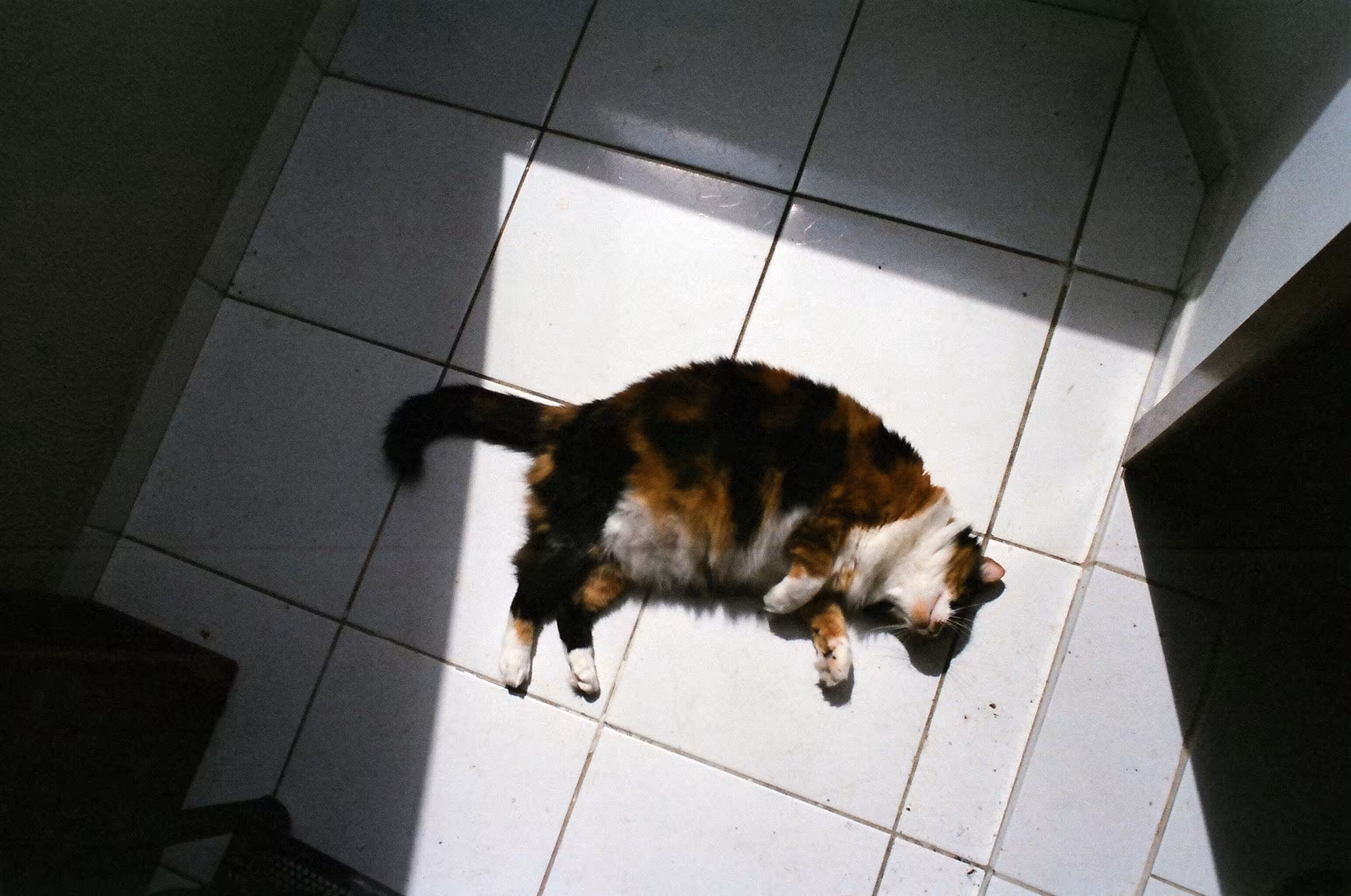 gata