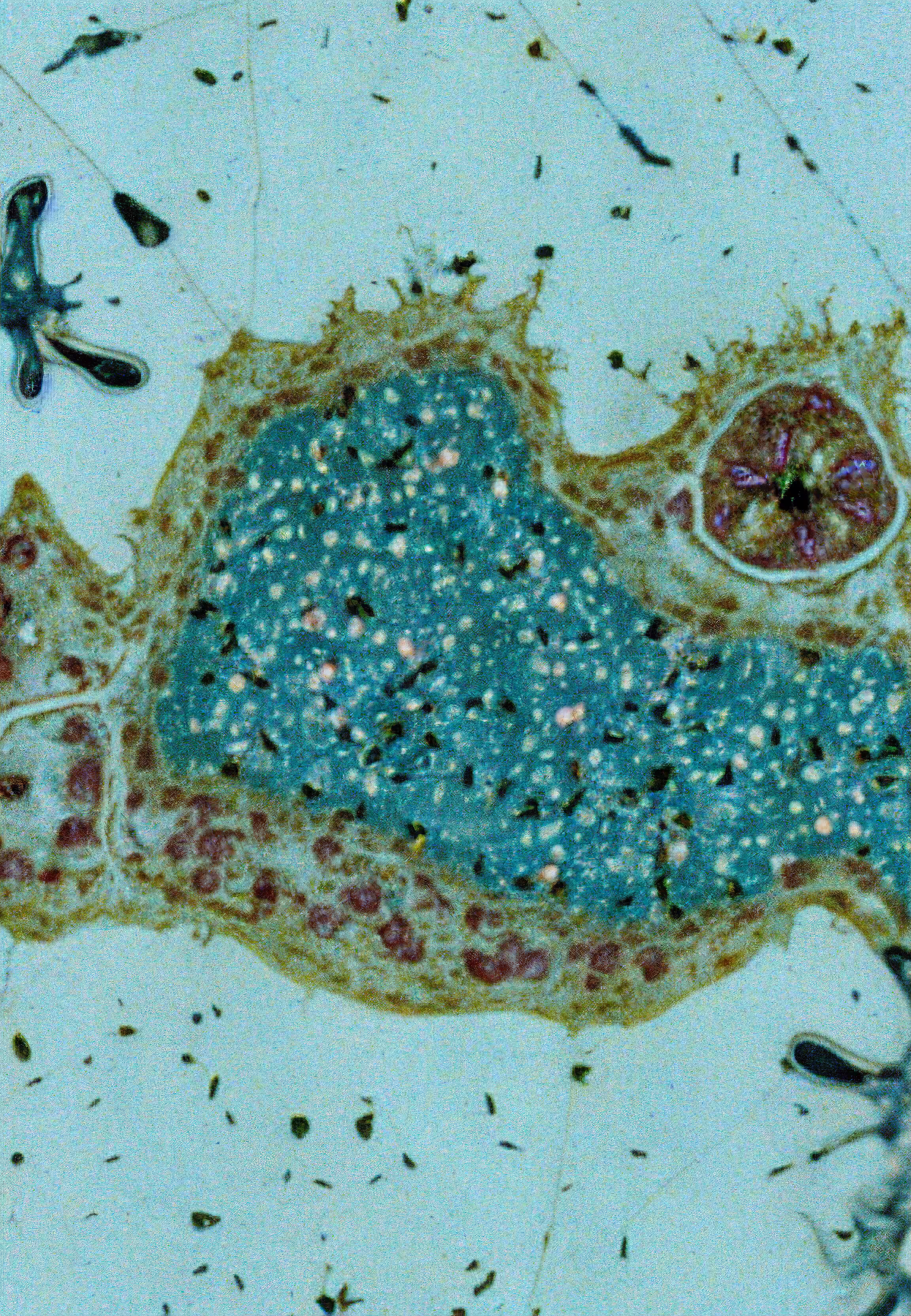 Histologia In Silico #84