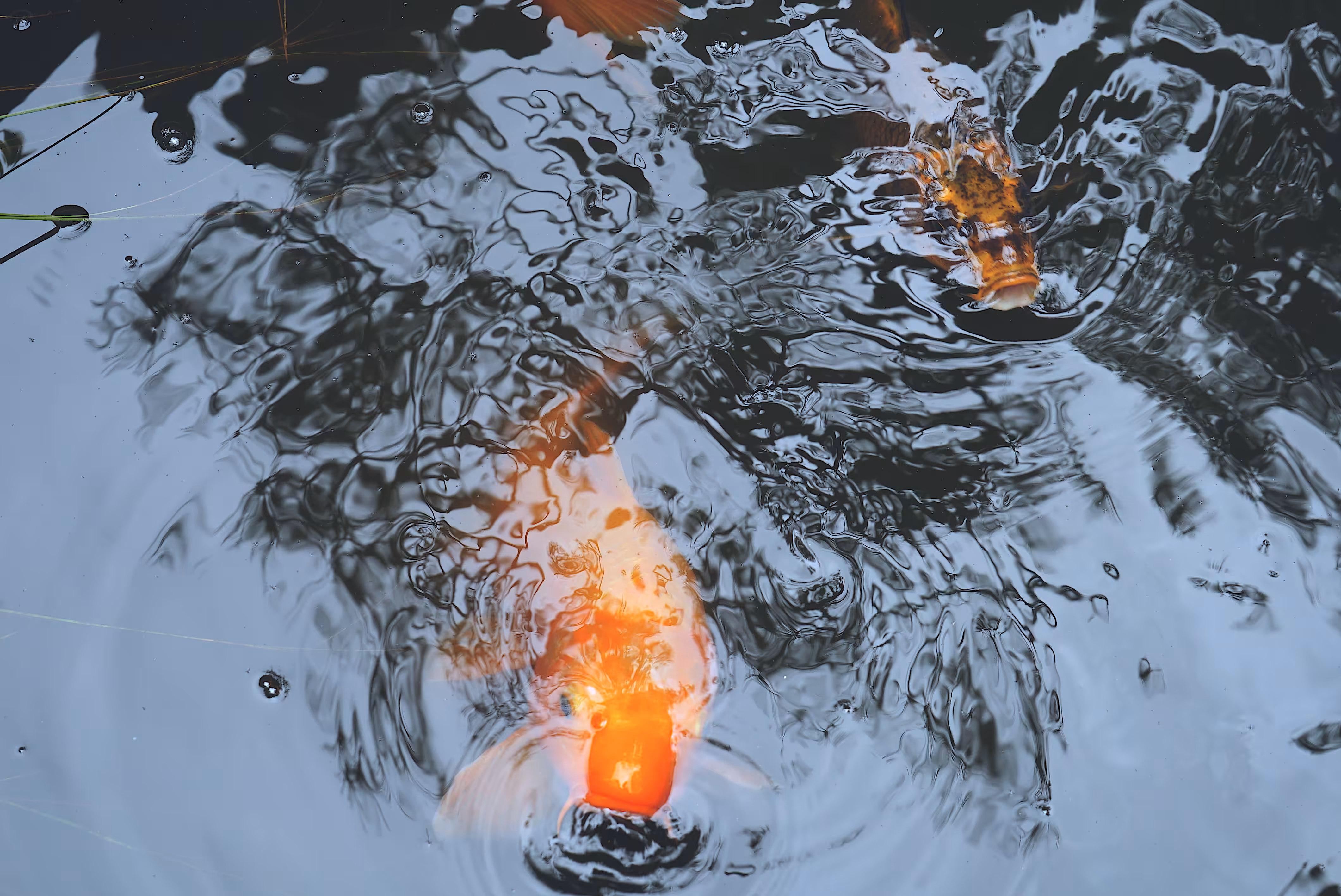 Kinosaki Koi