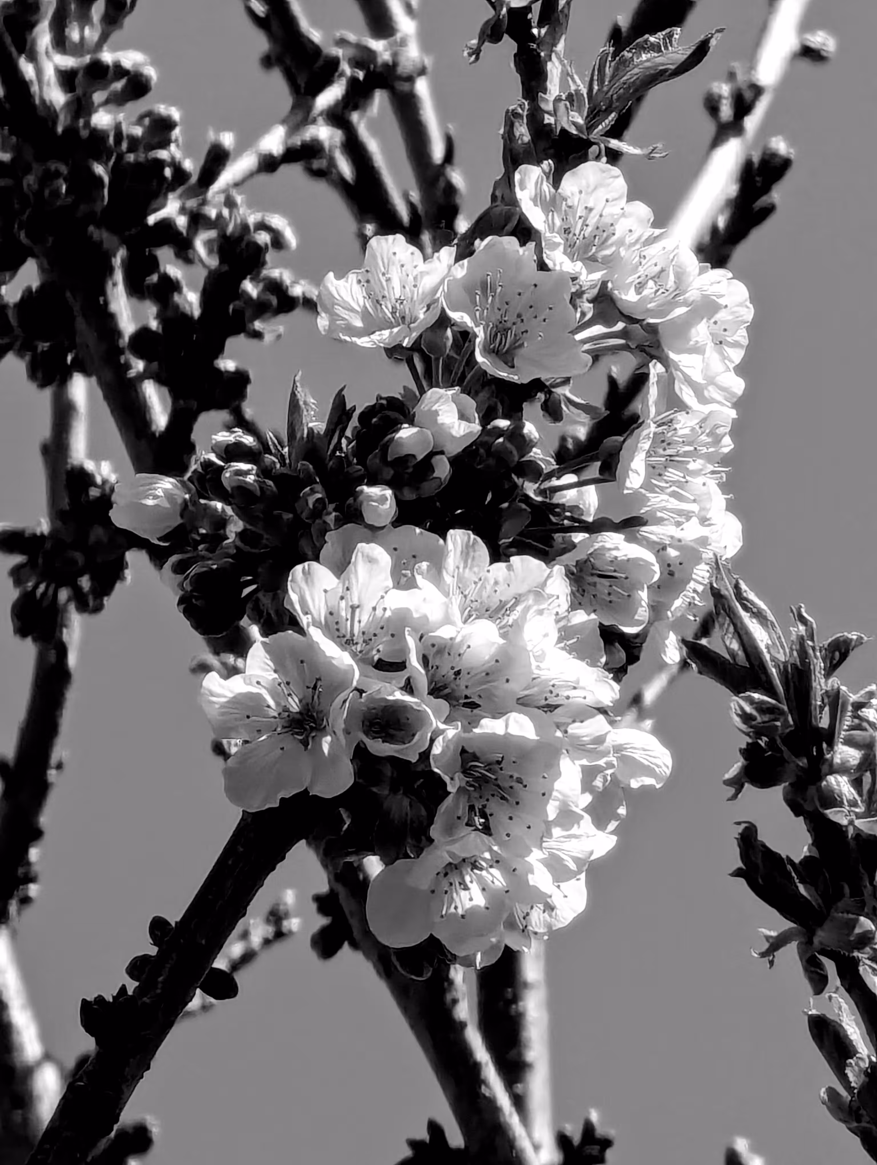 Blossom matrix