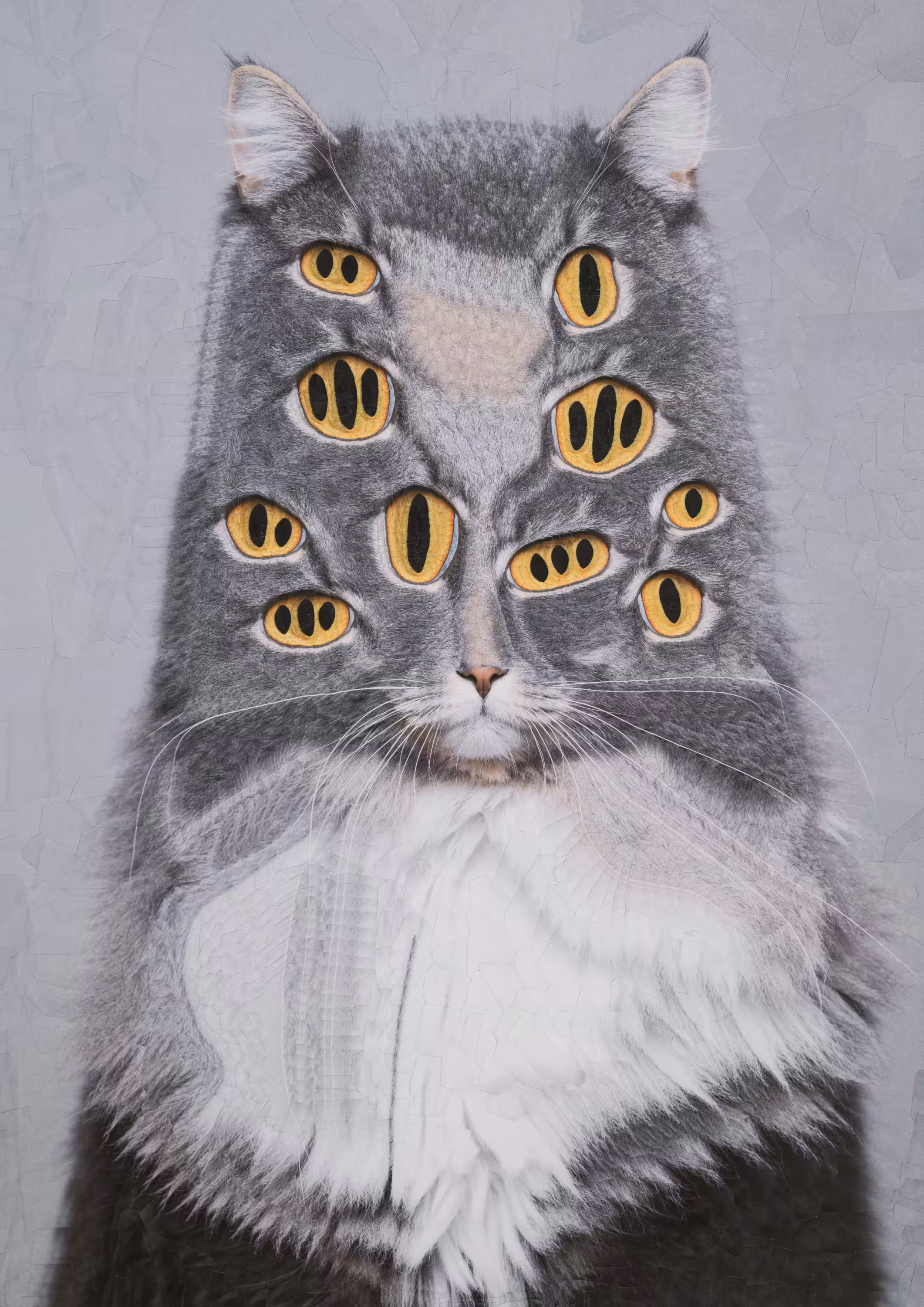 El Gato: Scooter