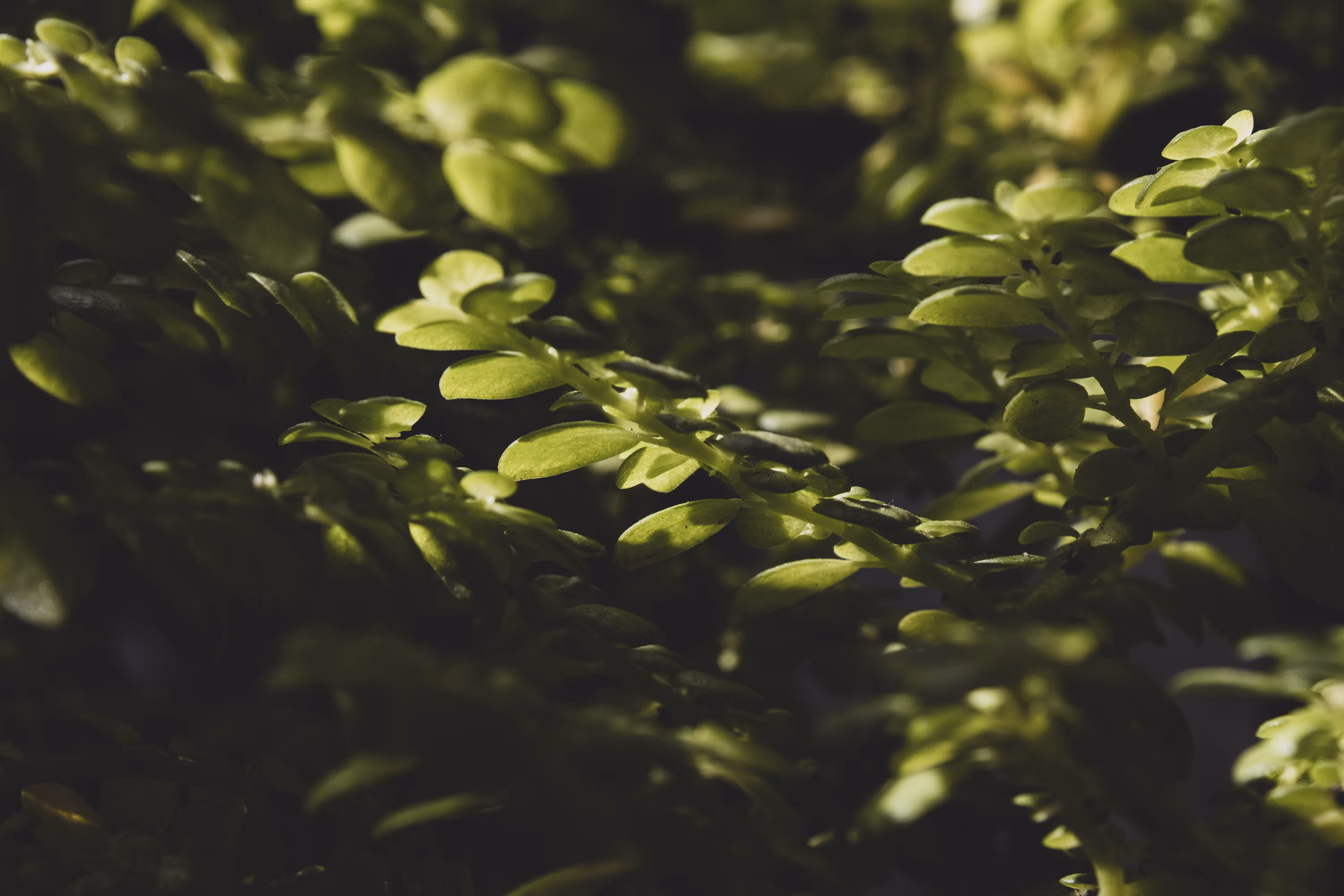 A plant