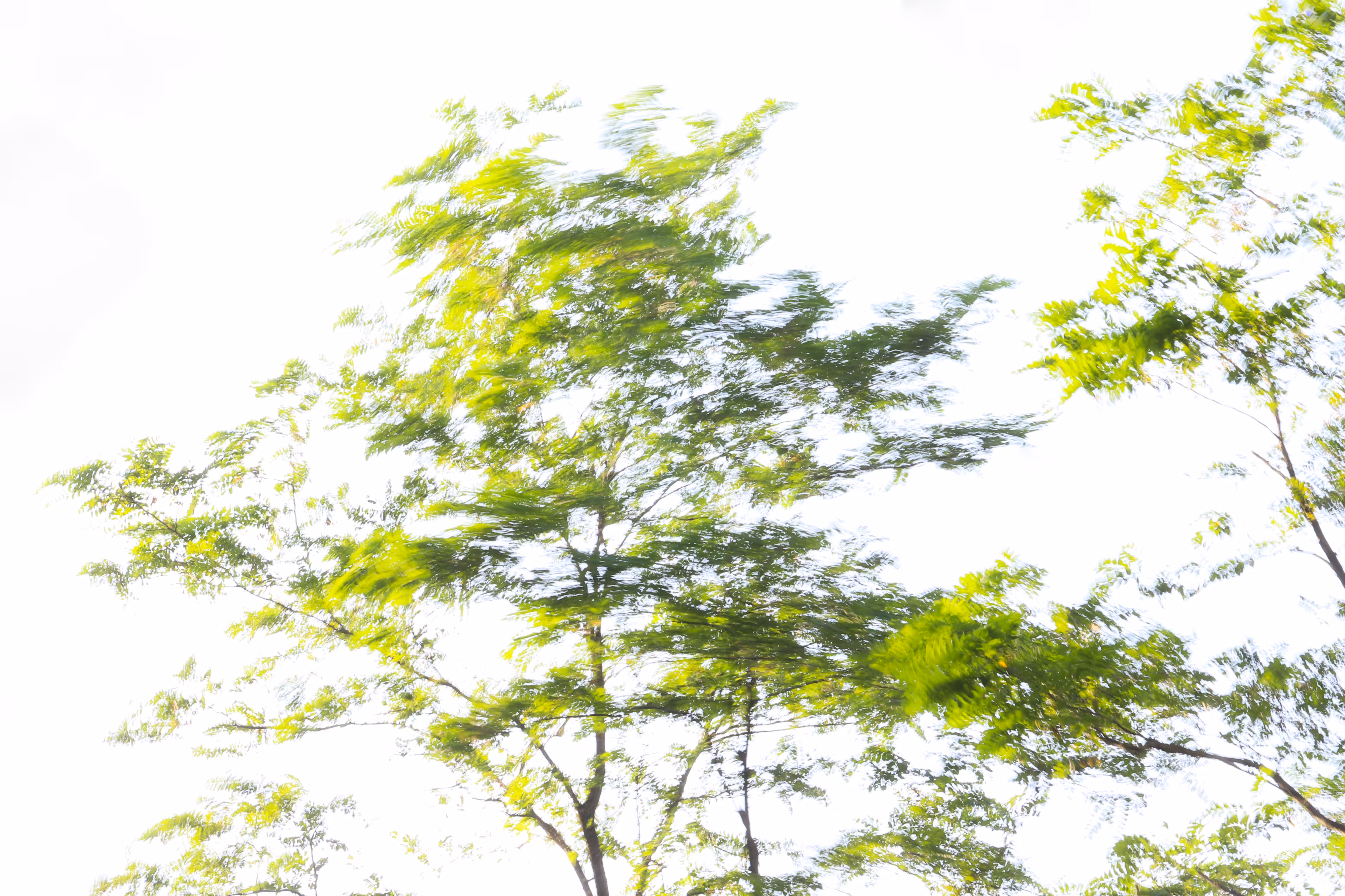 Nature Poesy #1