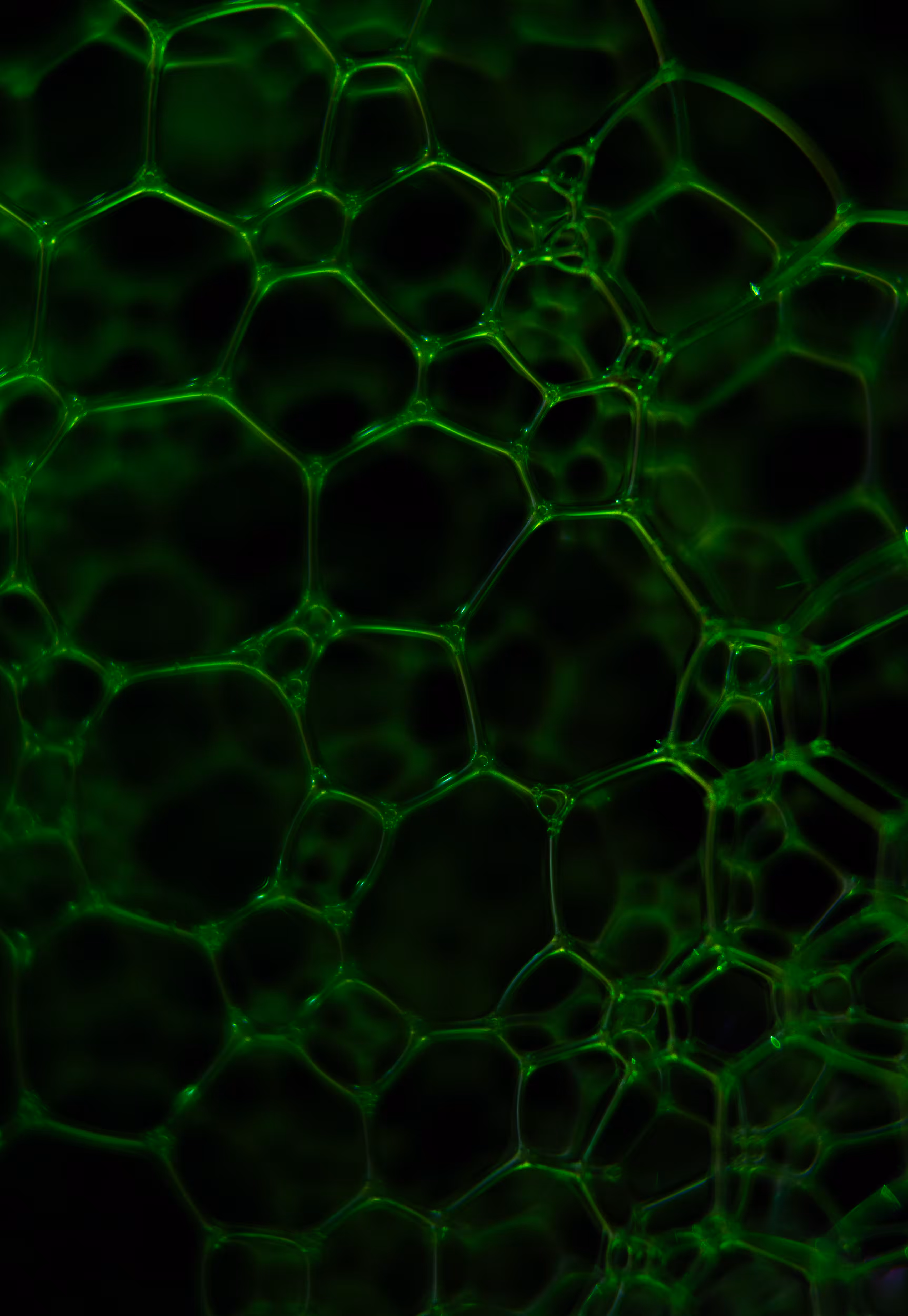 Abstract World of Soap Bubbles: #206 Bubbles