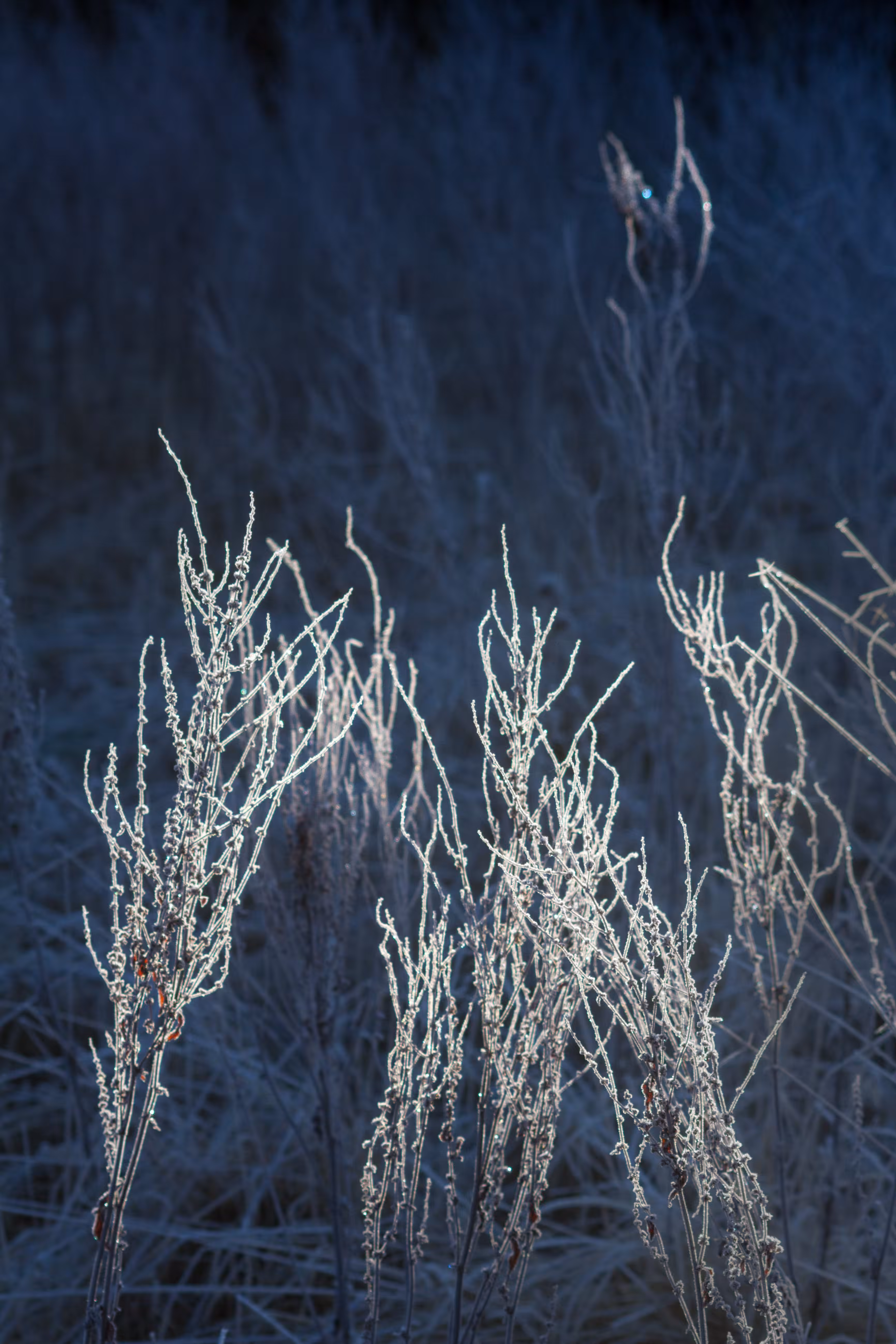 Light Play