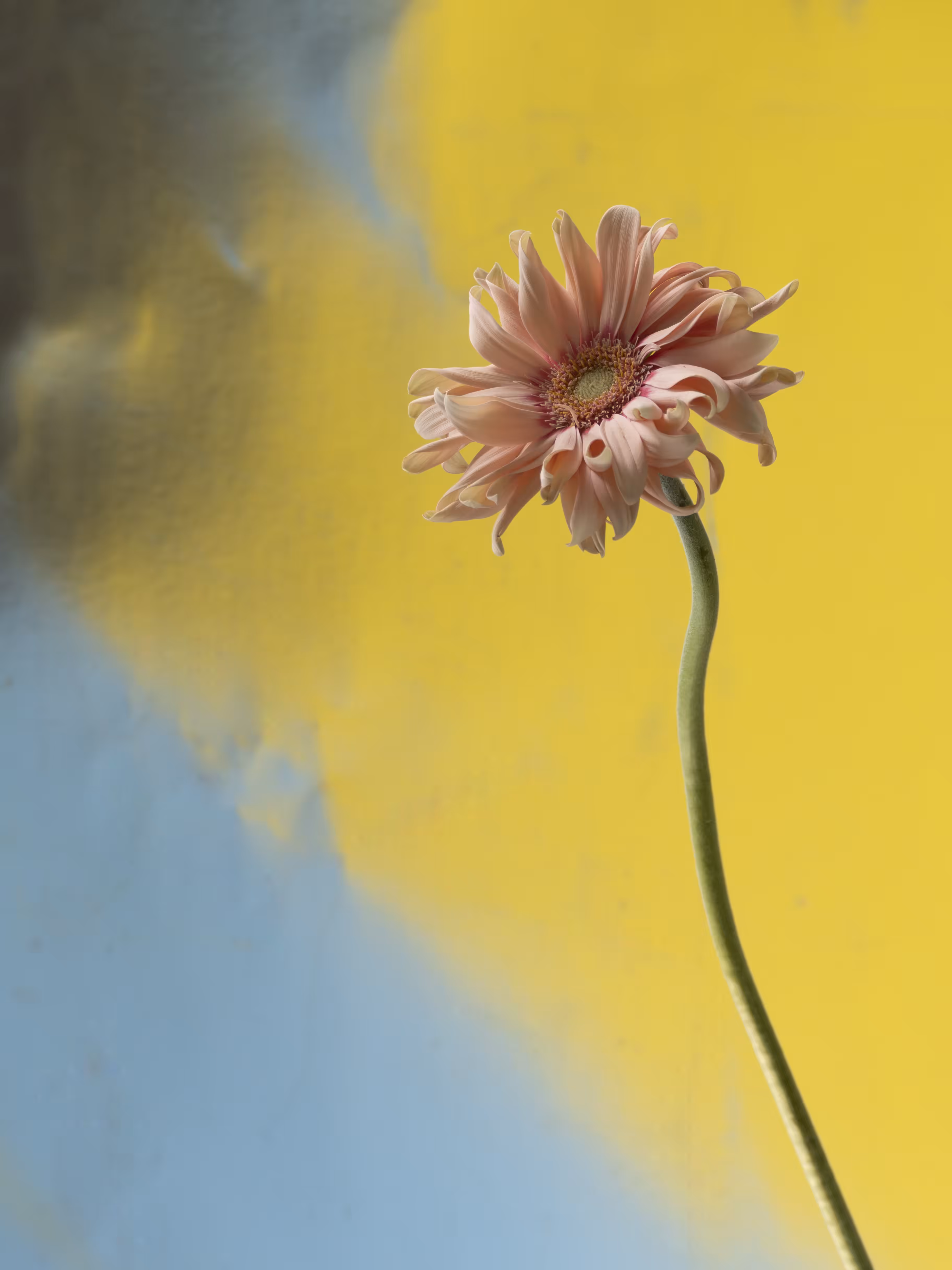 Gerbera Pasta