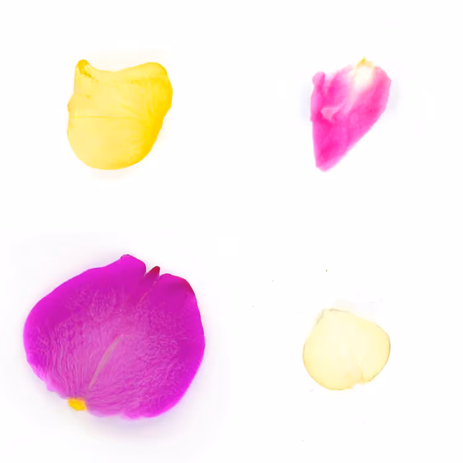 Infinite Petals