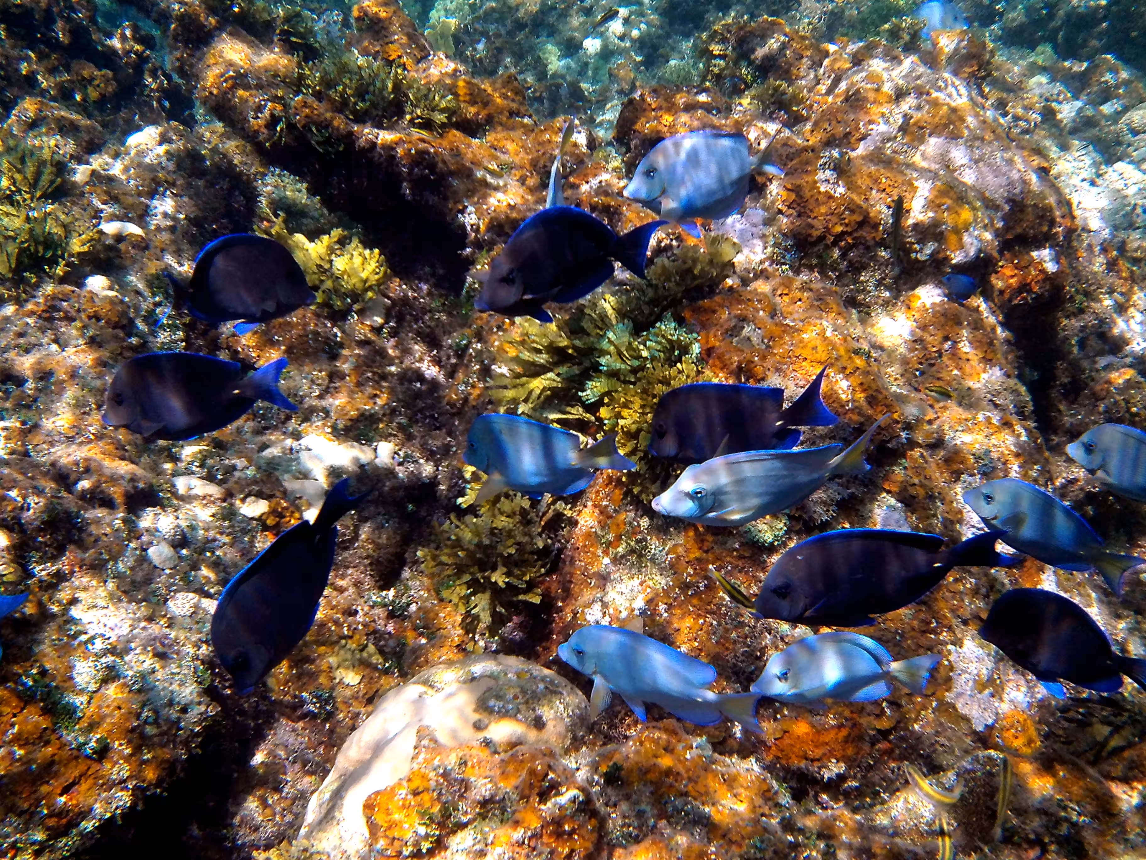 Cuba #3 - School of Atlantic Blue Tang Surgeonfish
