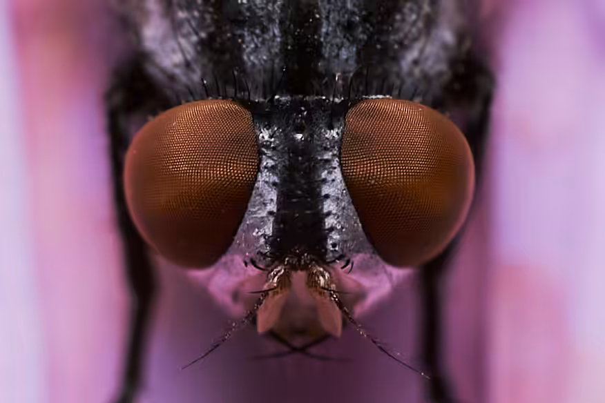 Eyes of a fly