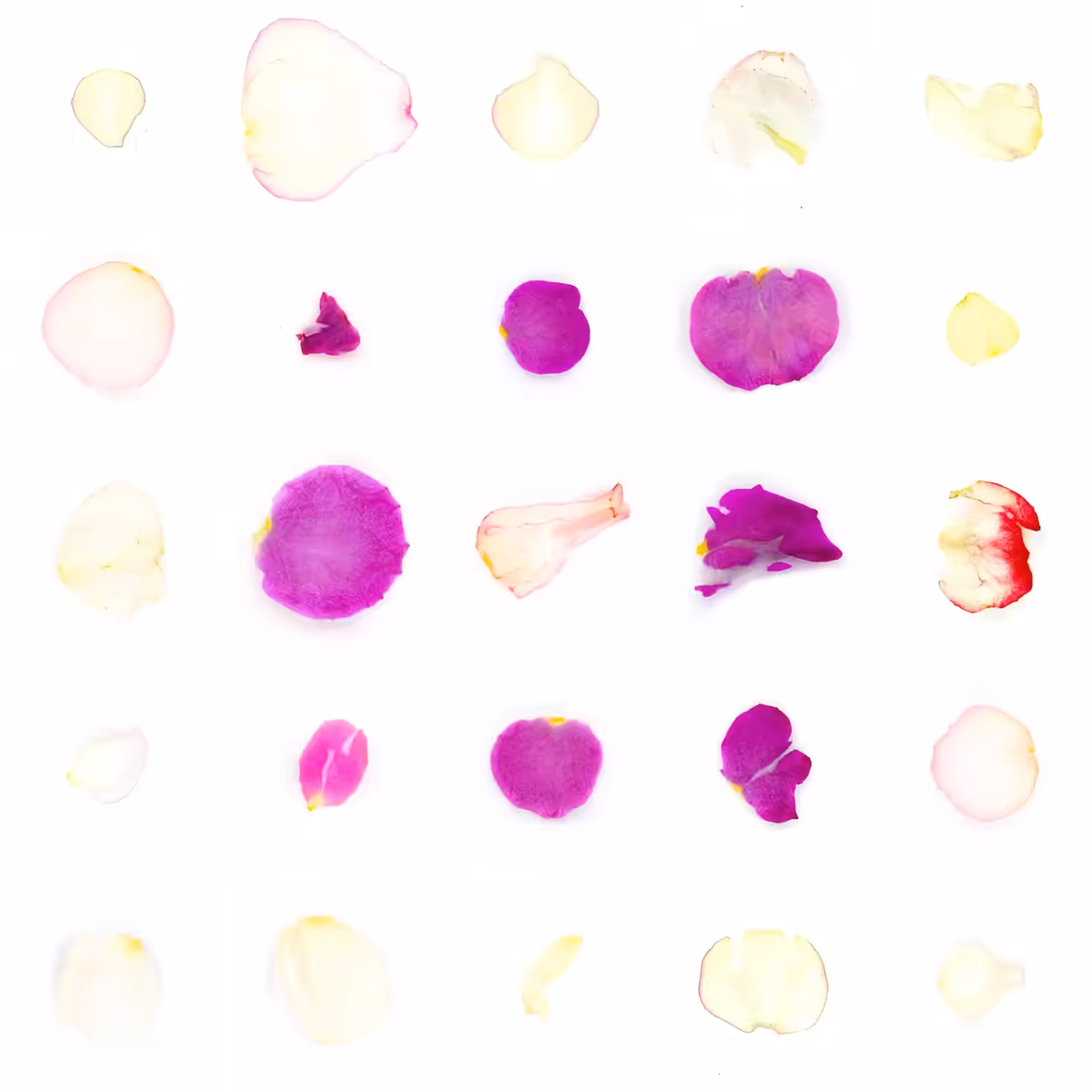 Infinite Petals 5x5#2359