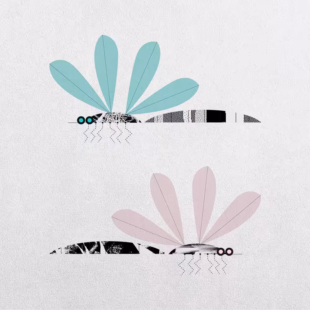 Mosquito Abstraction #25