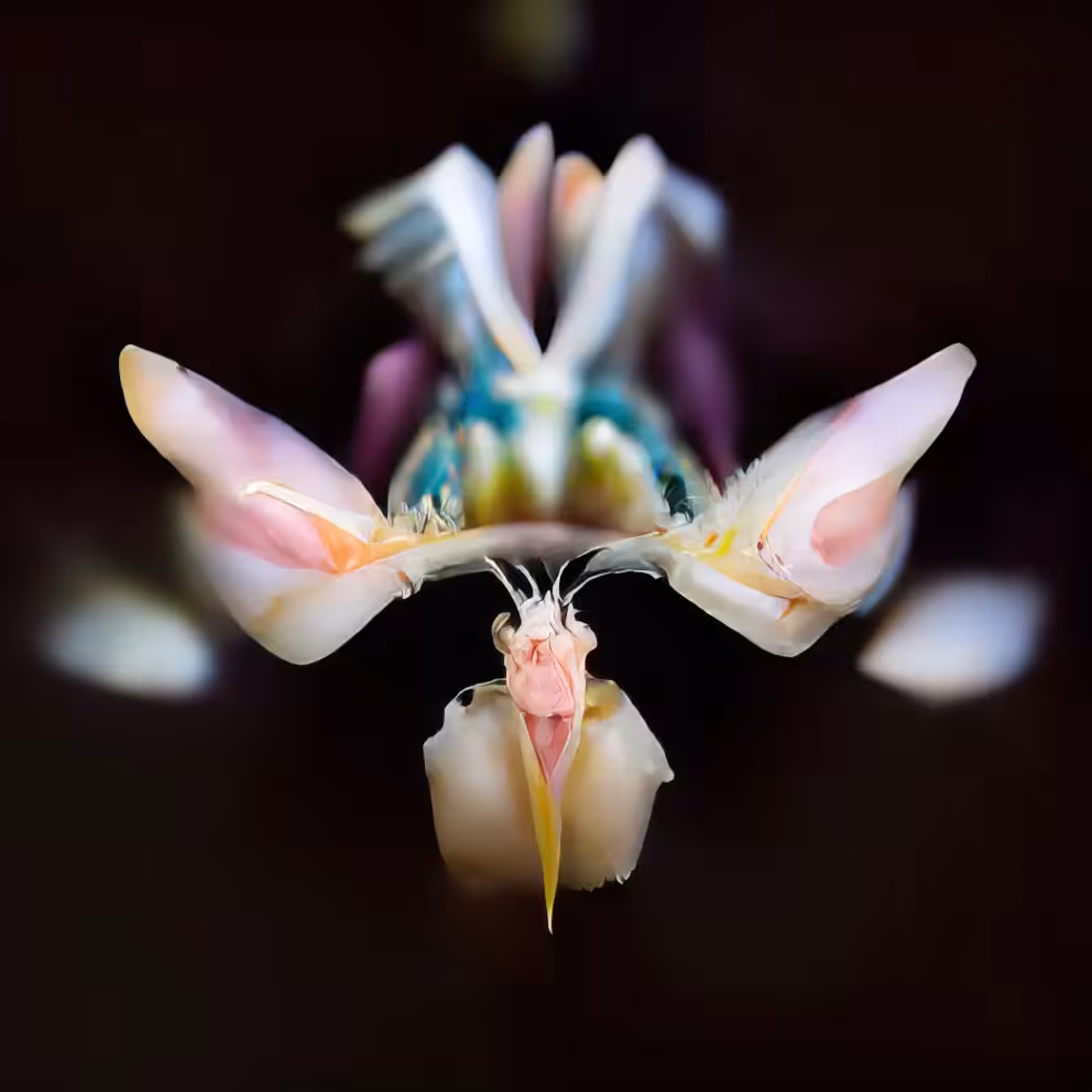 mantis bl✽o̸̡̦͕̐̽͝m