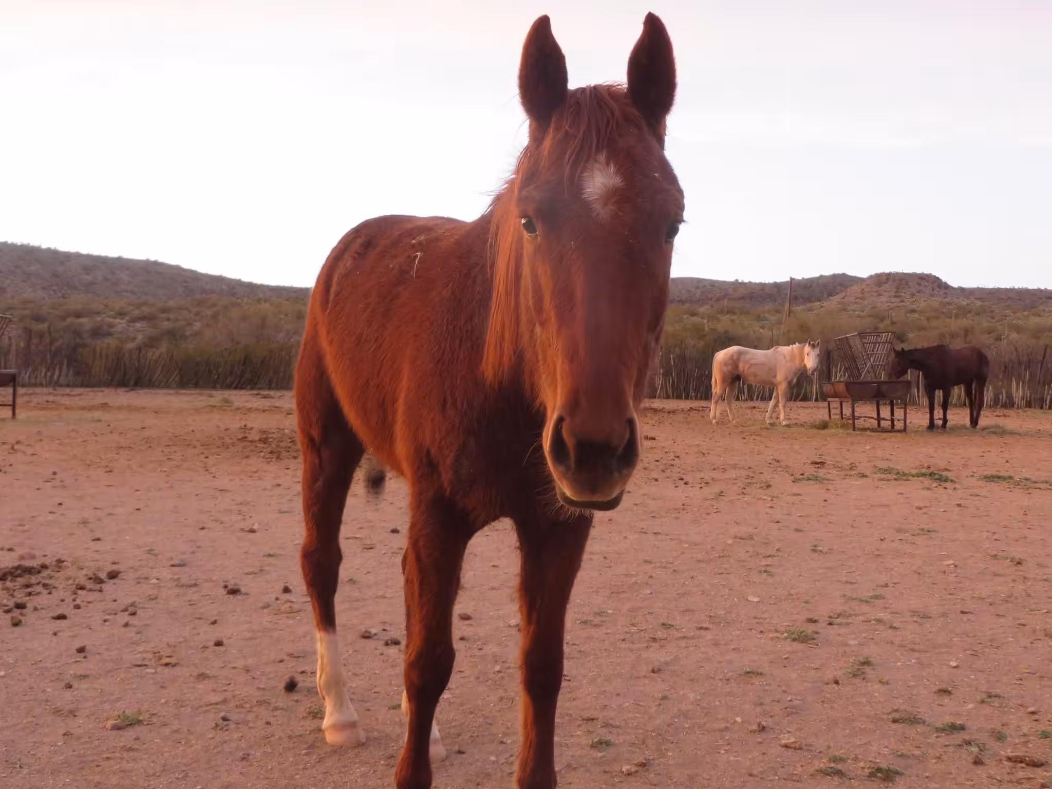 Horsing Around_Healing PTSD &...