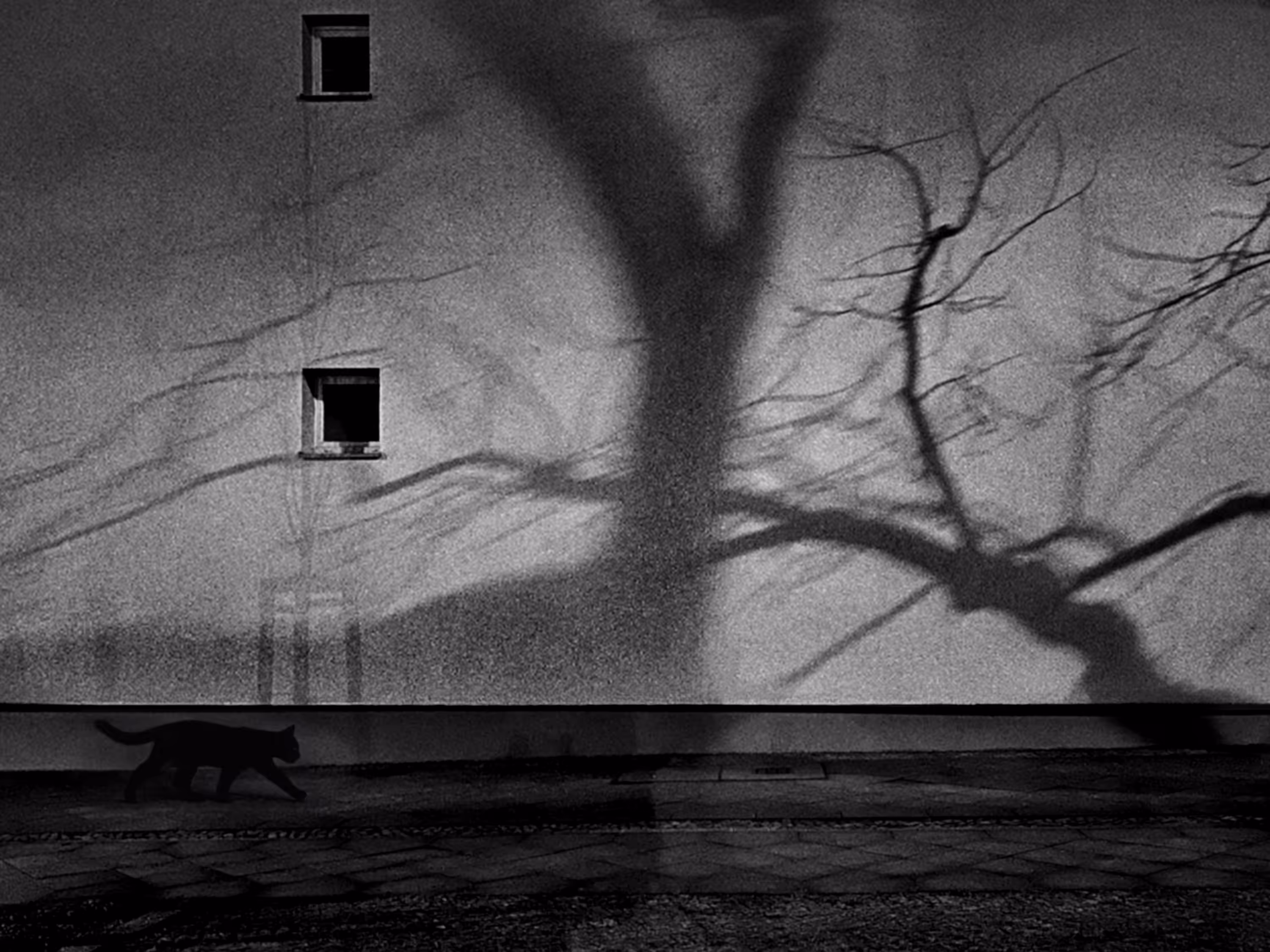 Where Shadows Walk