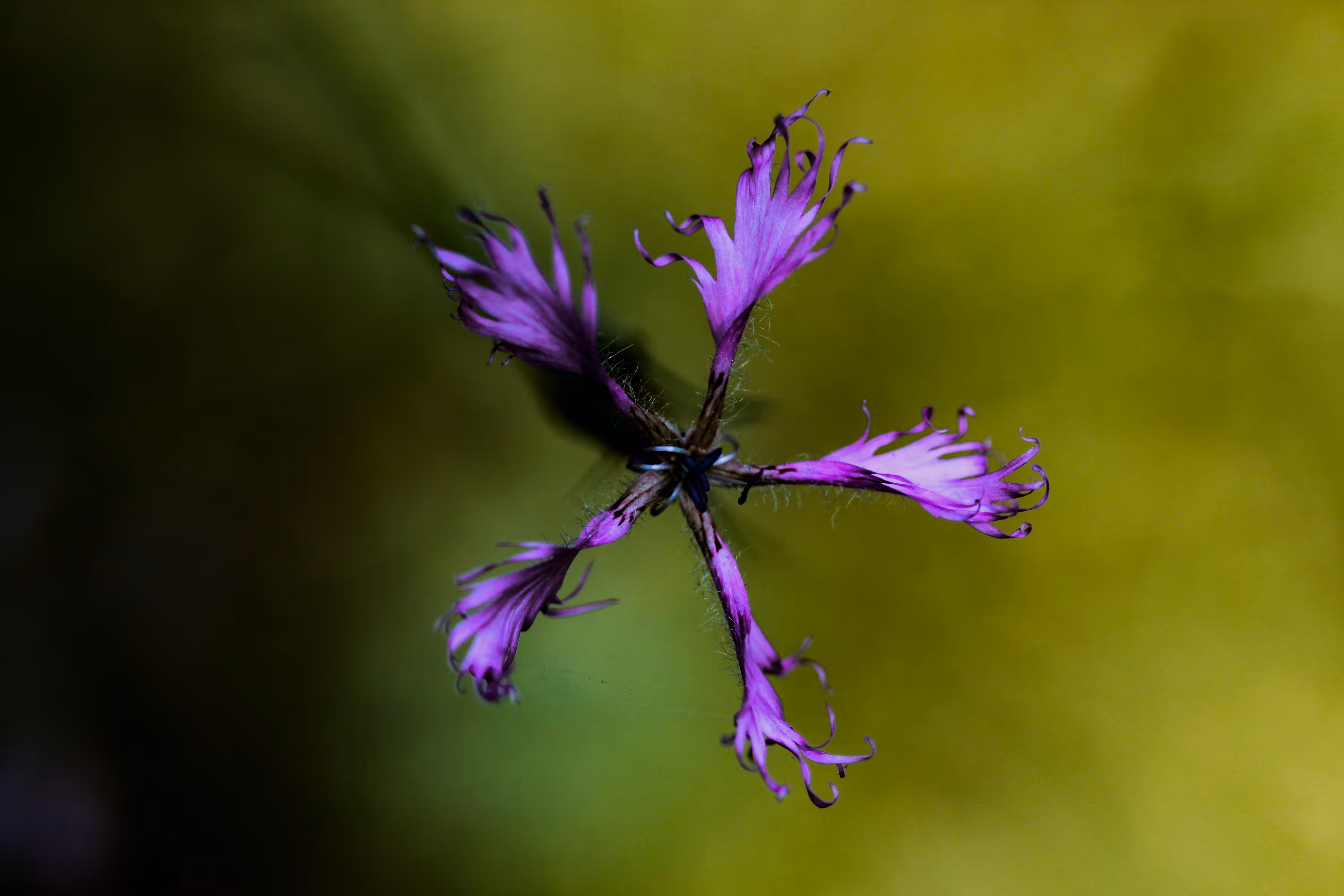 𝘋𝘪𝘢𝘯𝘵𝘩𝘶𝘴 𝘰𝘳𝘪𝘦𝘯𝘵𝘢𝘭𝘪𝘴 - The Georgian Pink