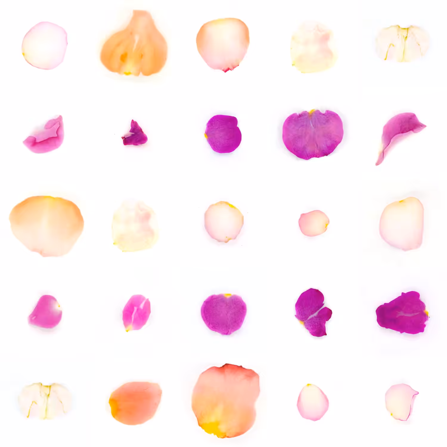 Infinite Petals 5x5#20353