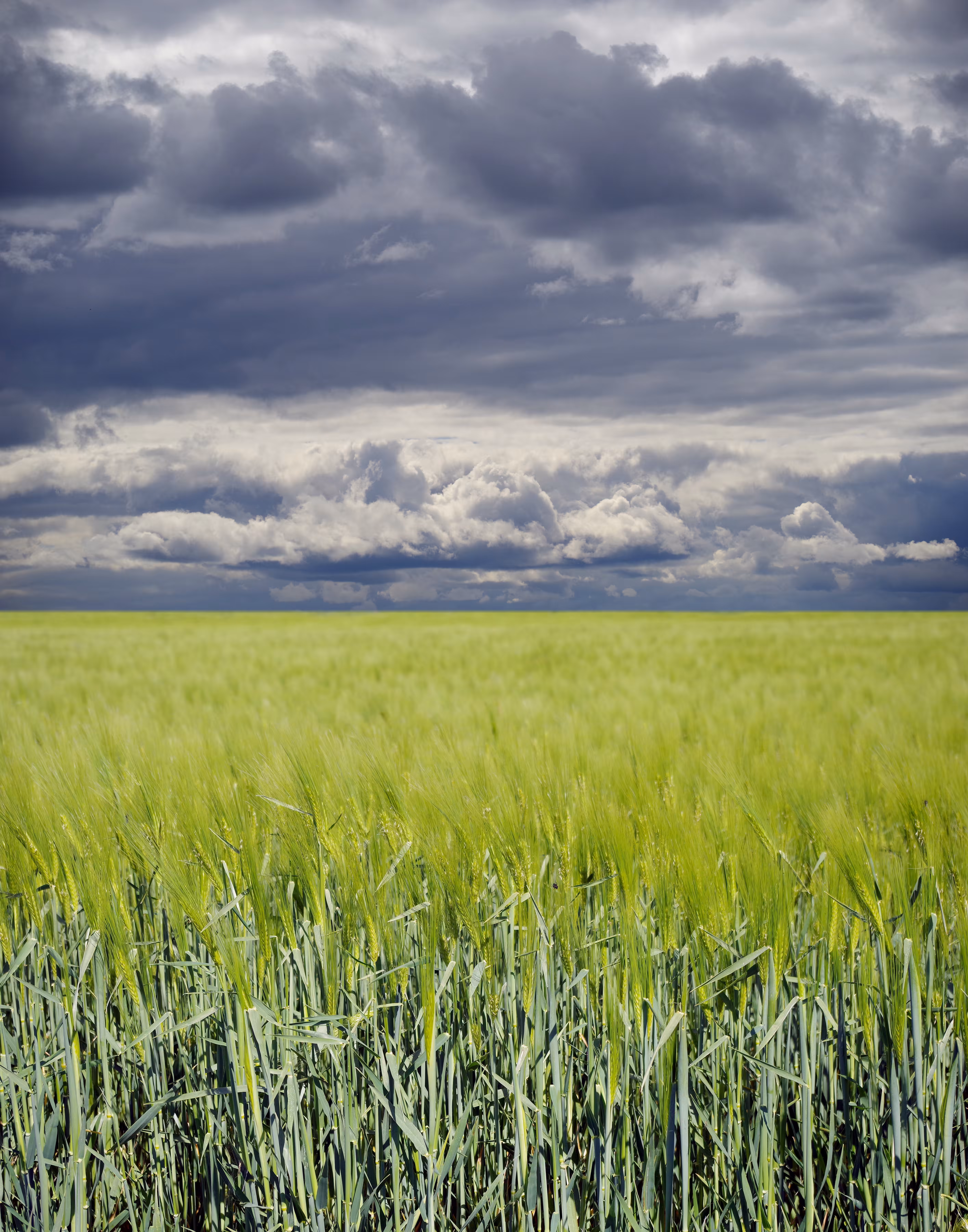 Field of Individuality