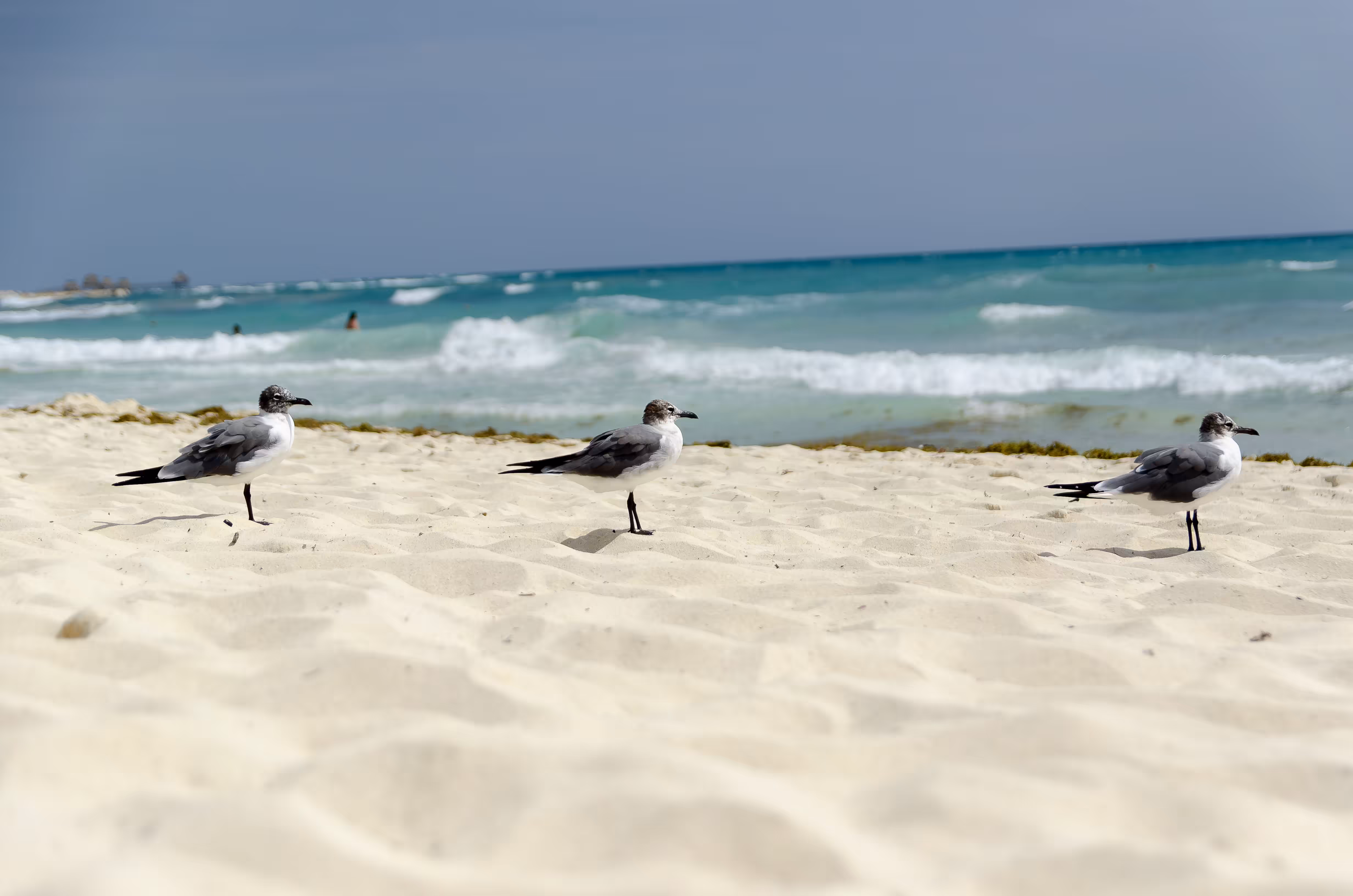 Seagulls