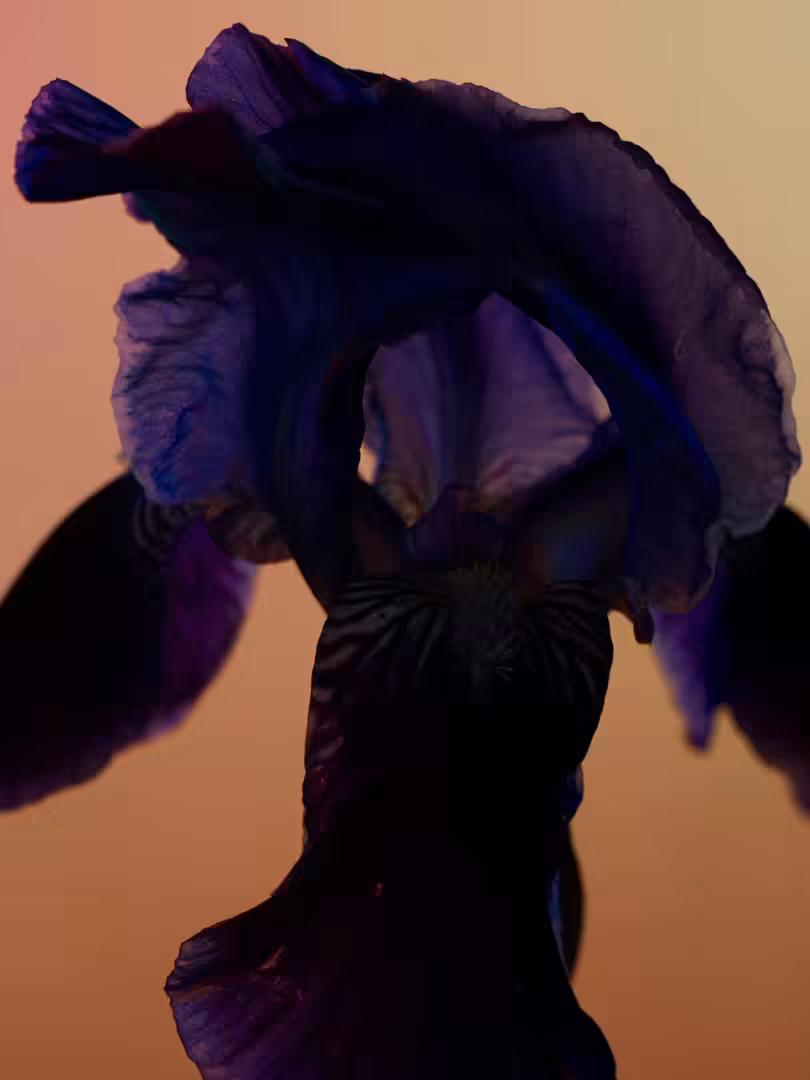 April 2020.  Purple Iris.