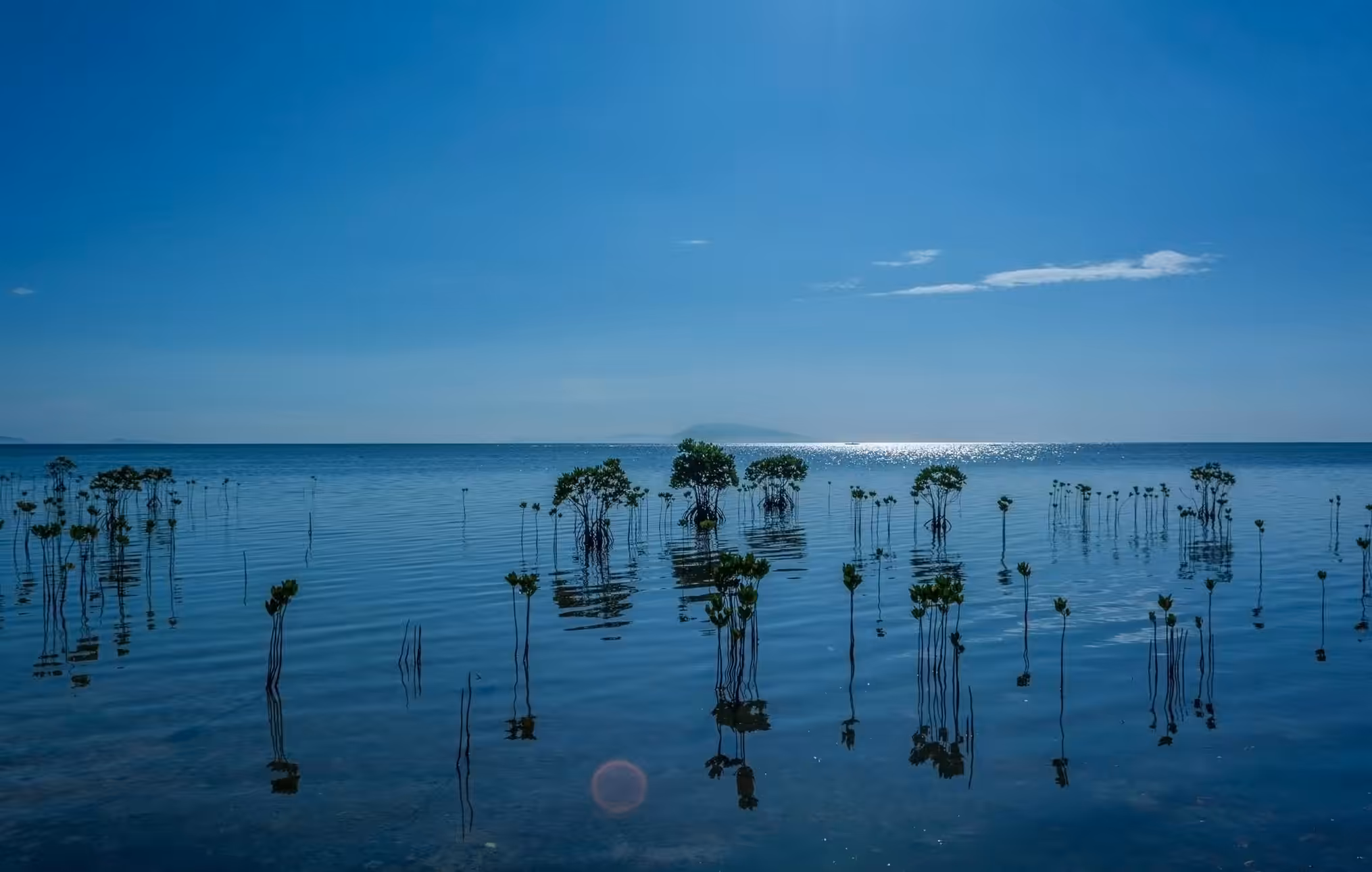 Calatagan Mangroves