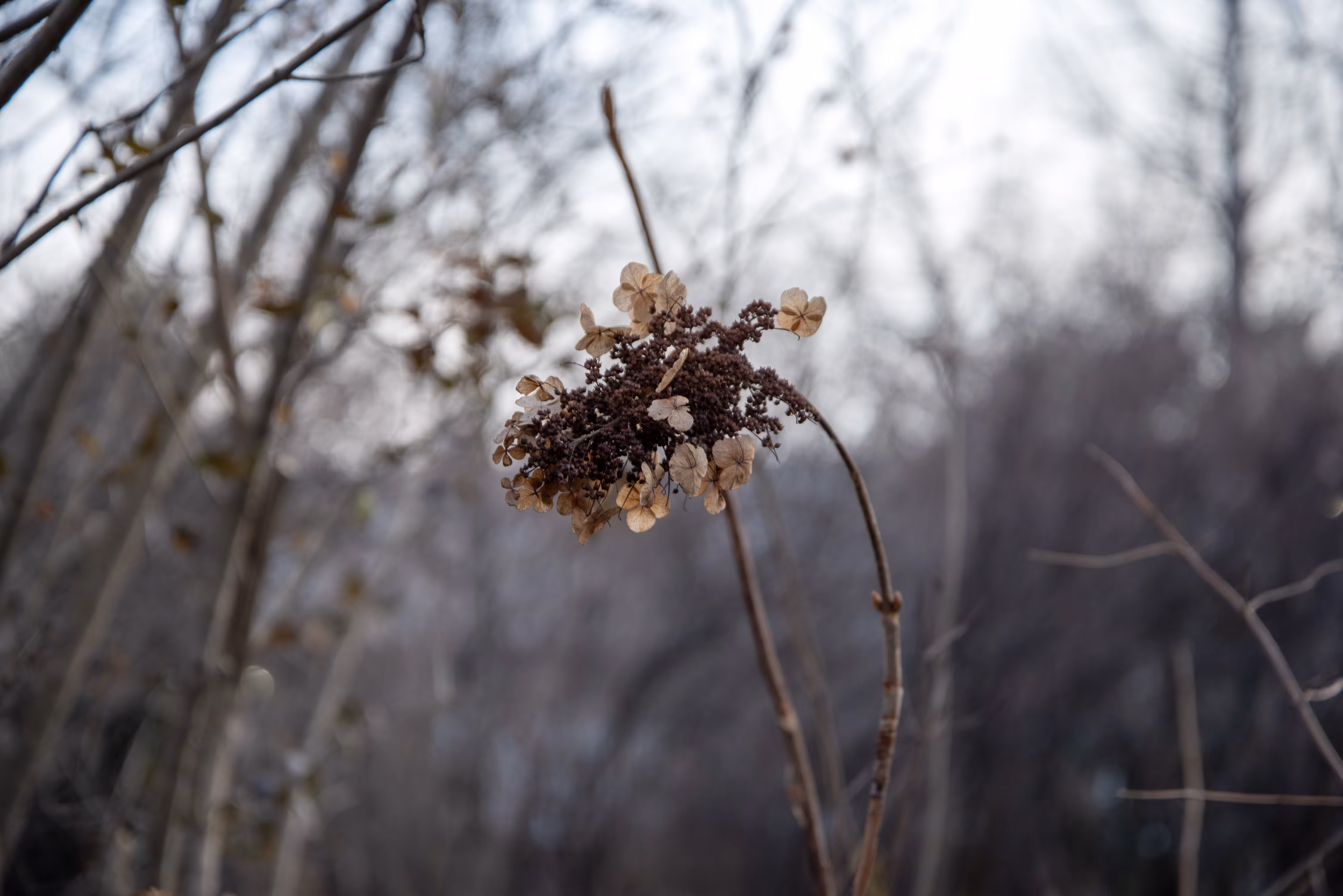 Rodeo posts: Flower
