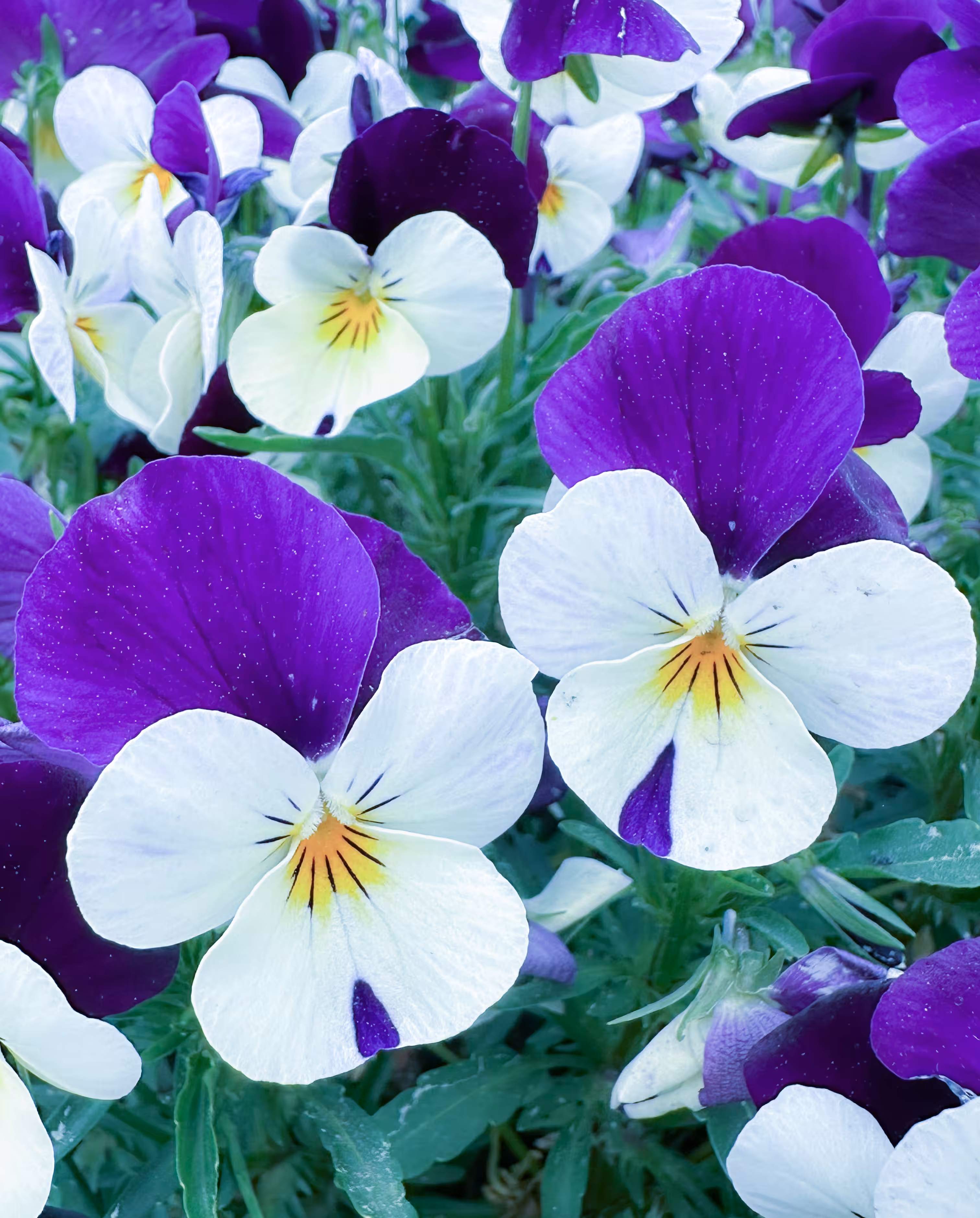 Travel Journal: Viola