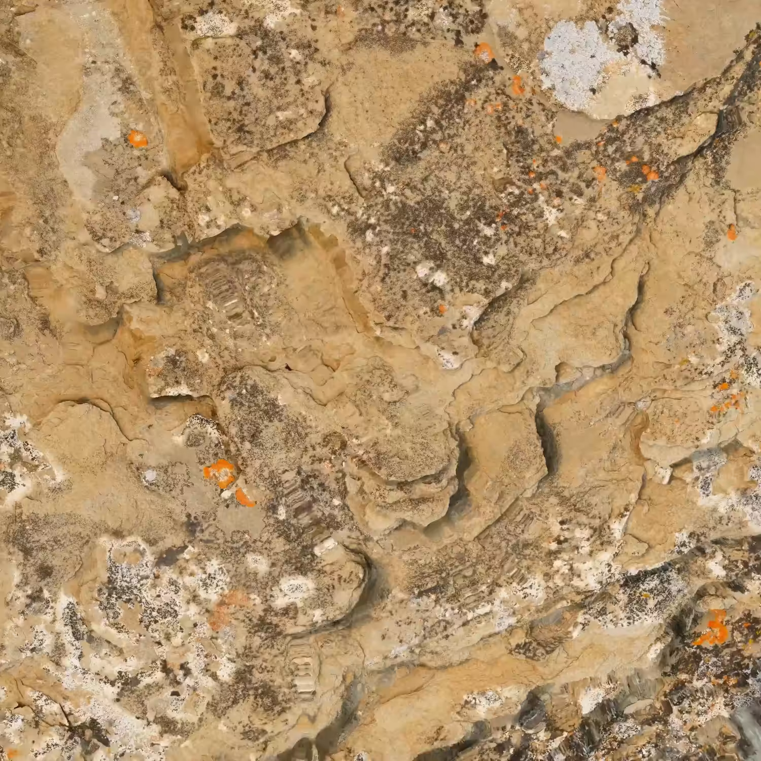 Textilographic Rock and Lichen, Yellowstone, #6