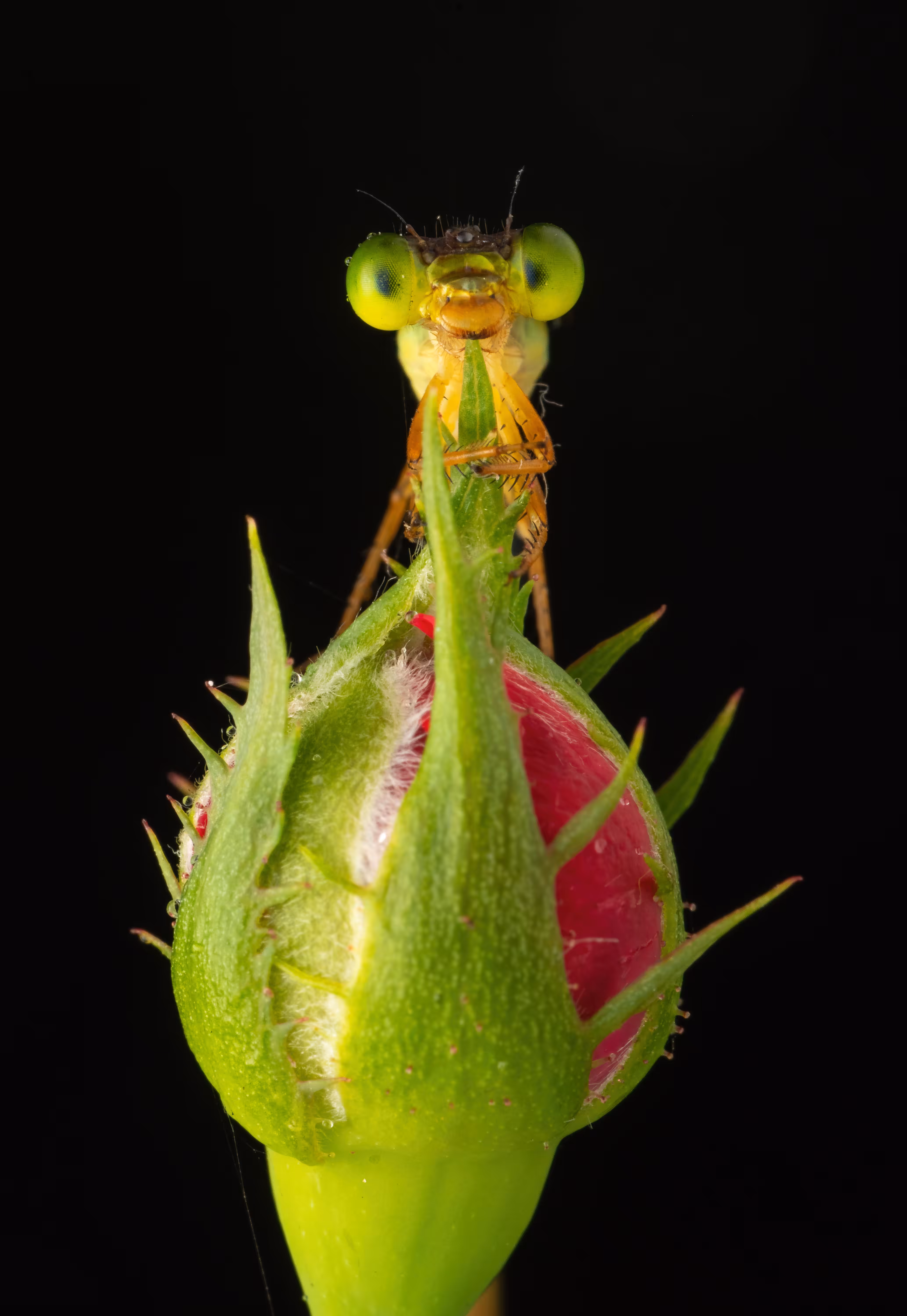 The Curious Cutie