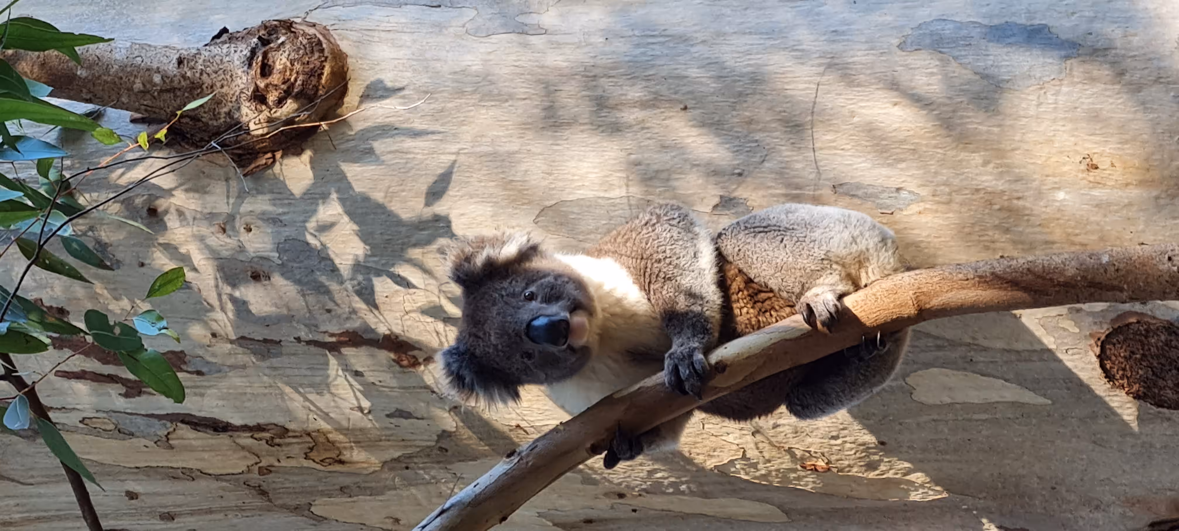 Morialta koala