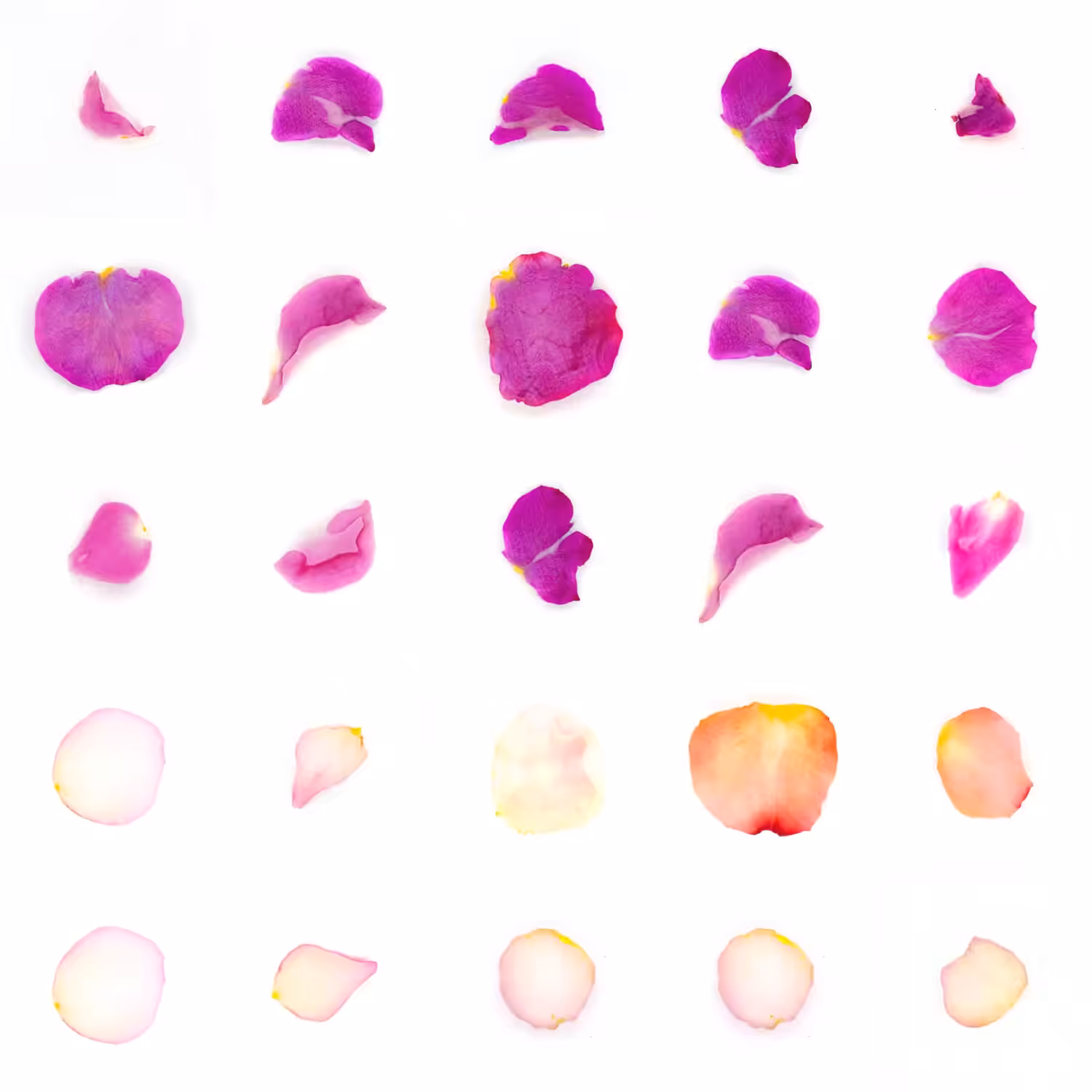 Infinite Petals 5x5#20464