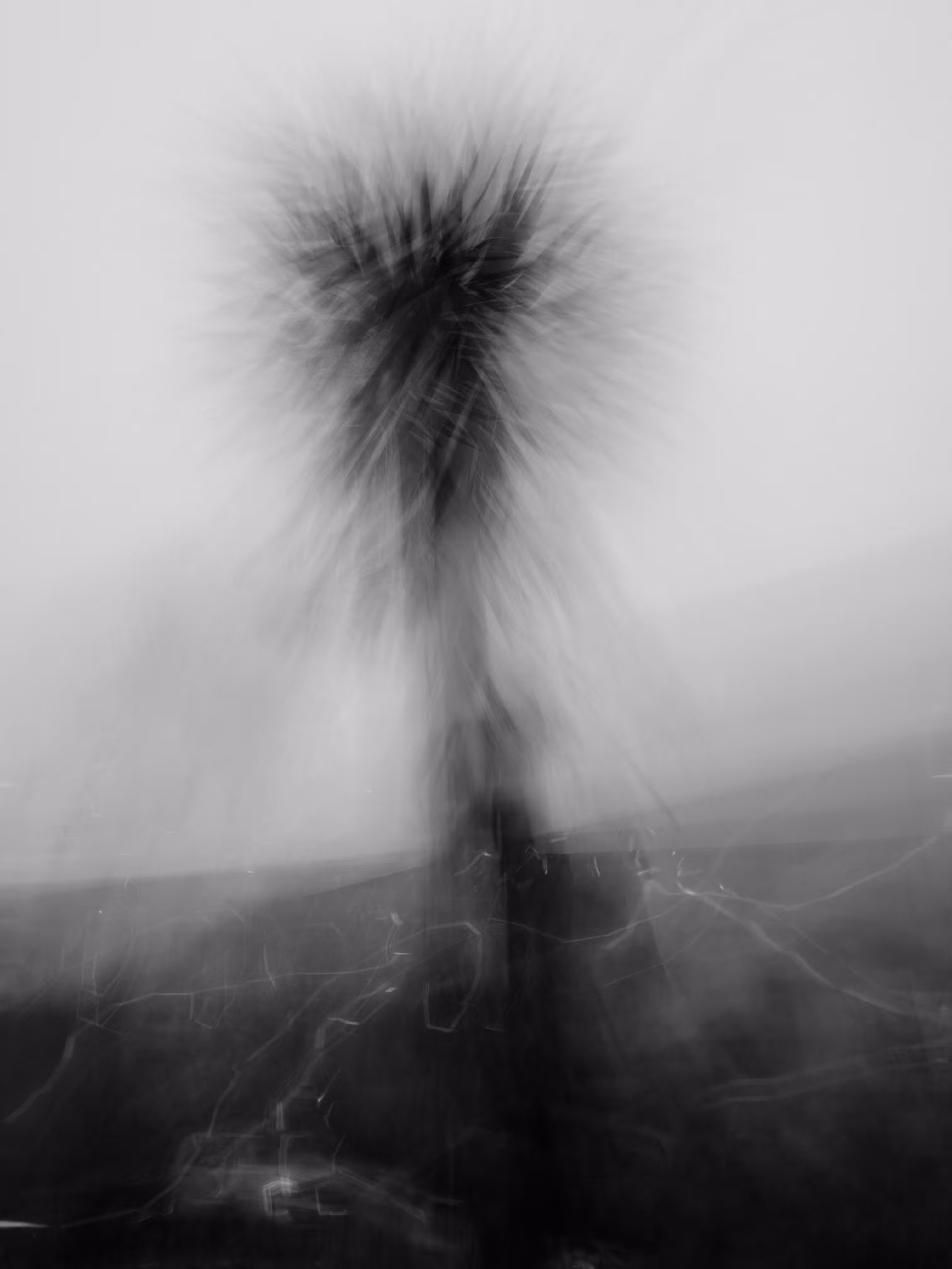 Triffid