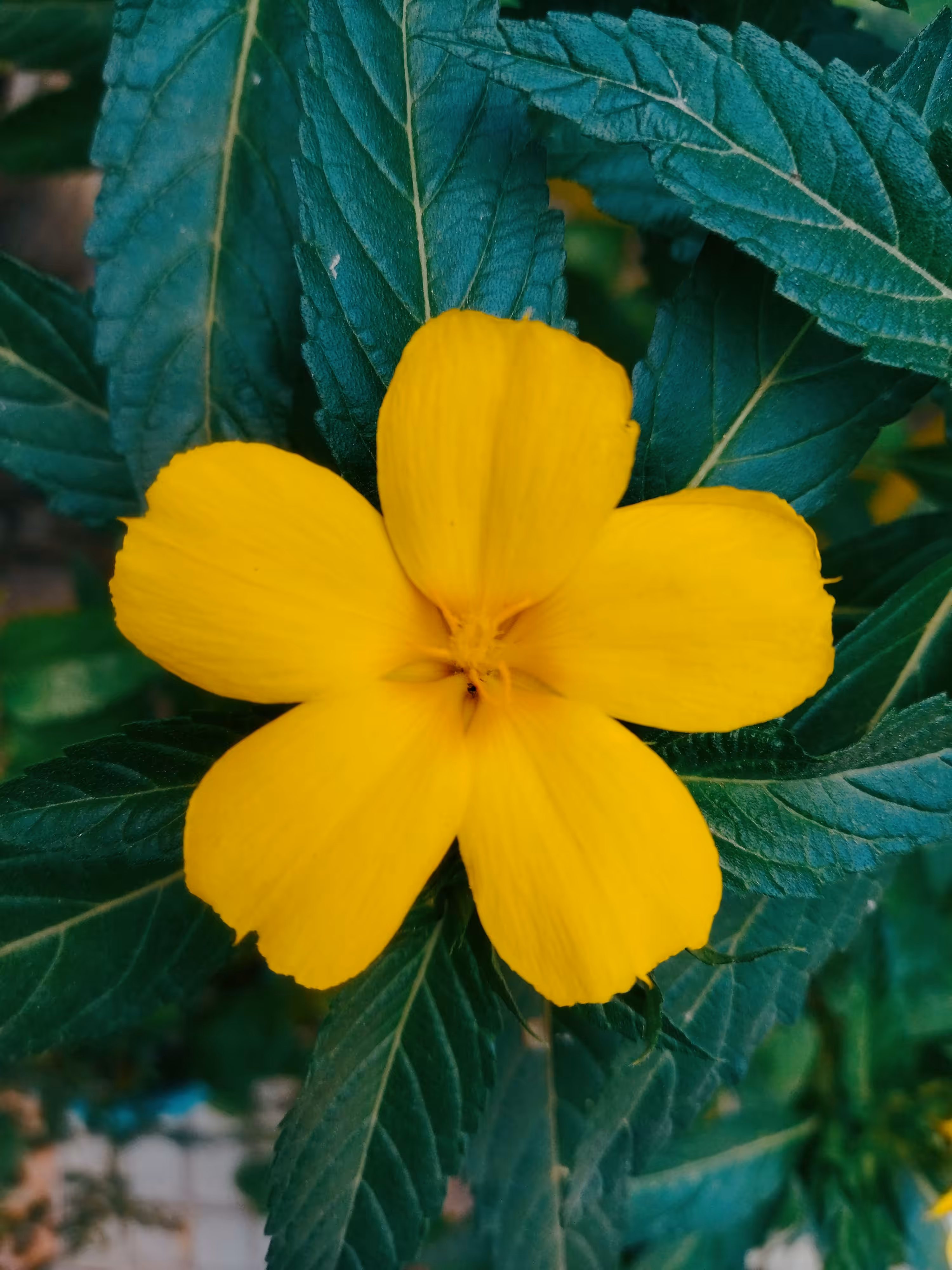 Damiana 