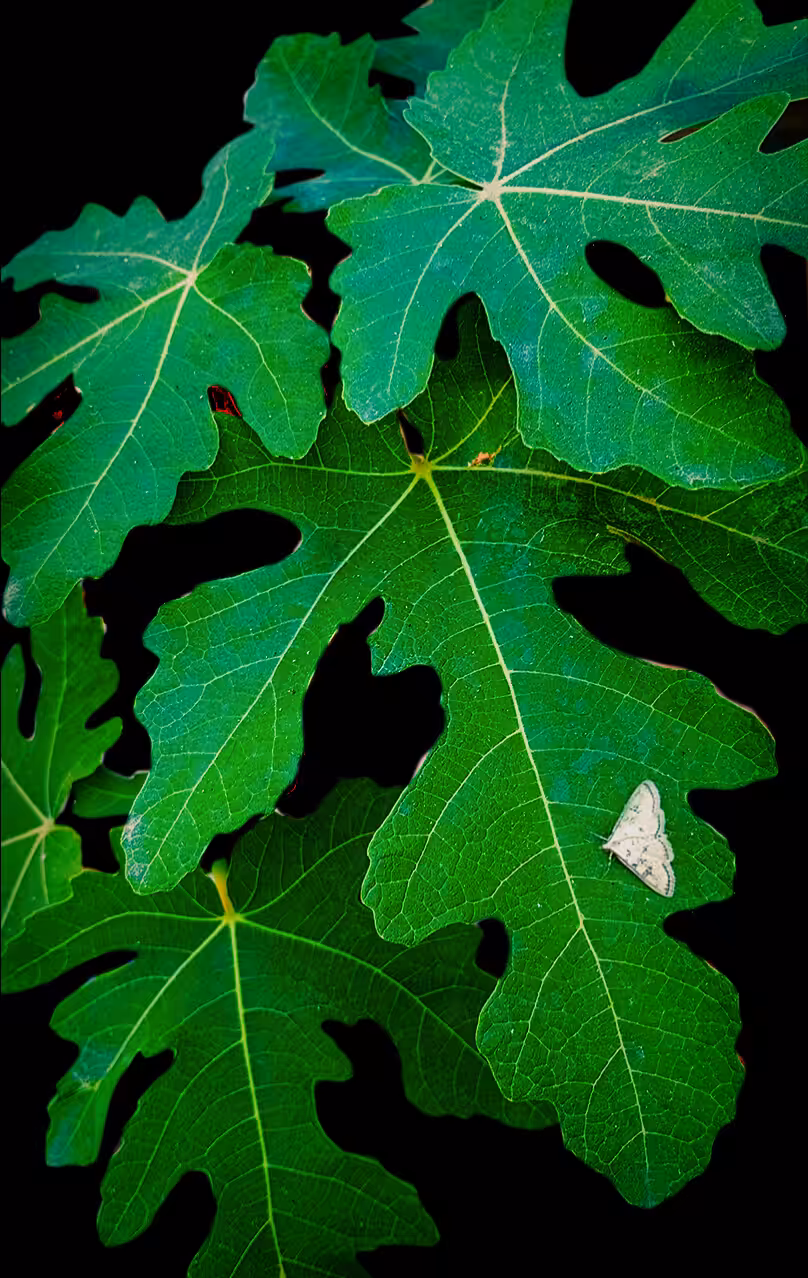 Fig leaf 🍃 